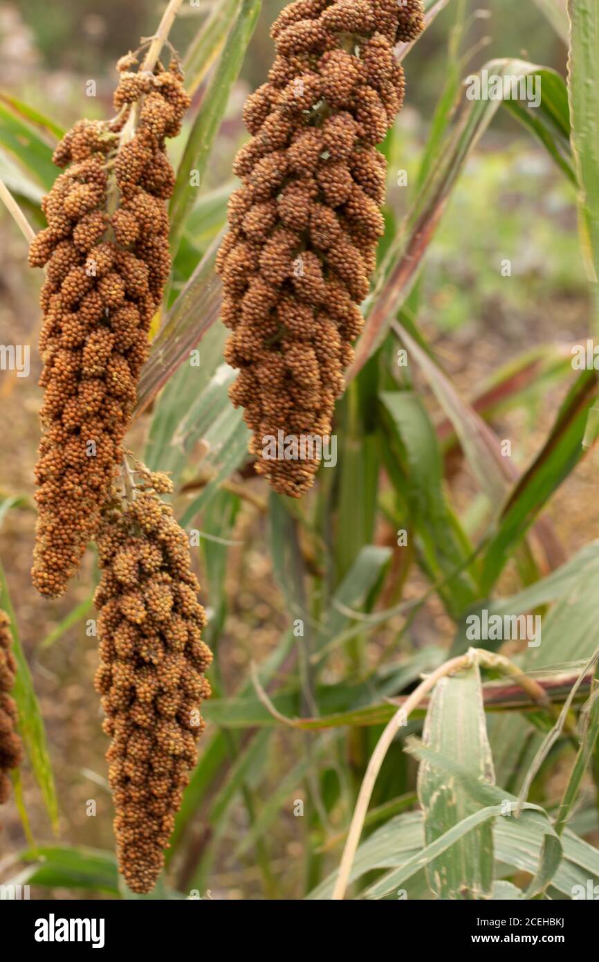 Foxtail Millet (Hylander) food crop close-up Stock Photo