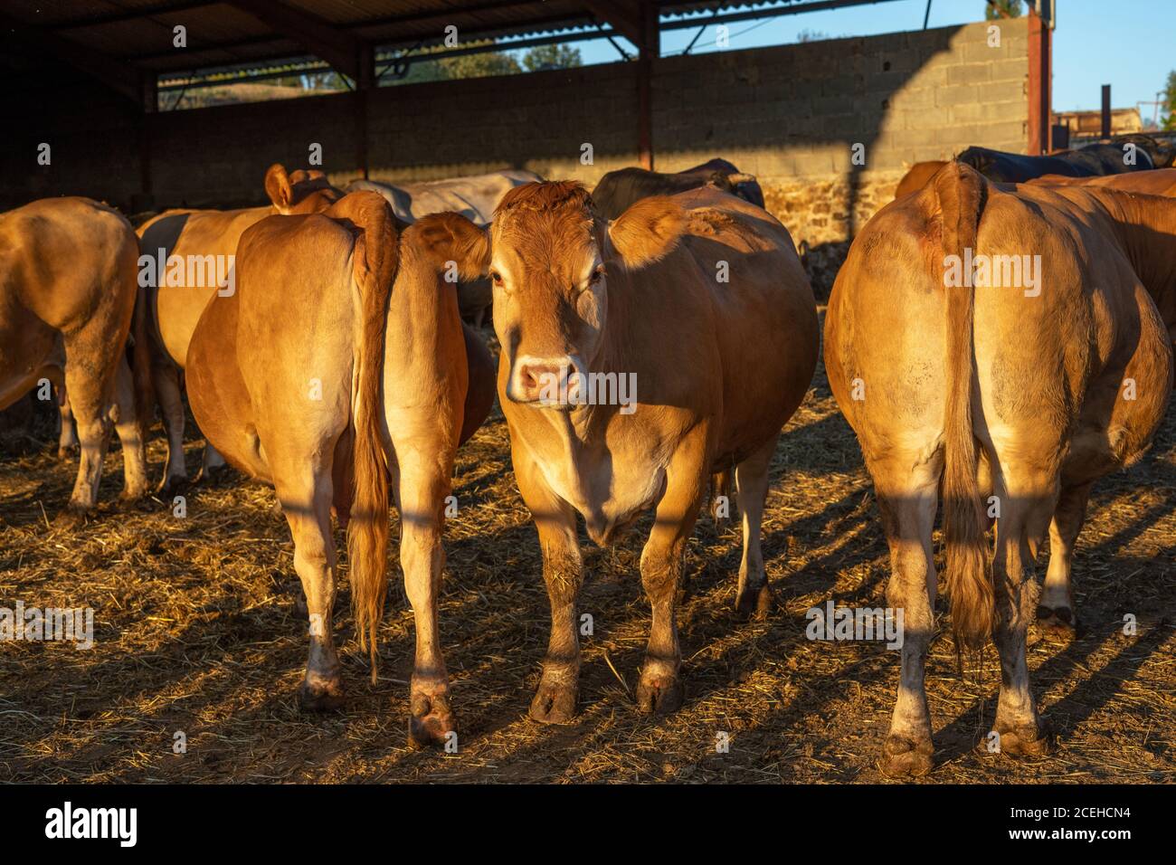 Funny cows. One cow look at the camera and two cows turning back. Brown Cows Grown for Organic Meat.  Stock Photo