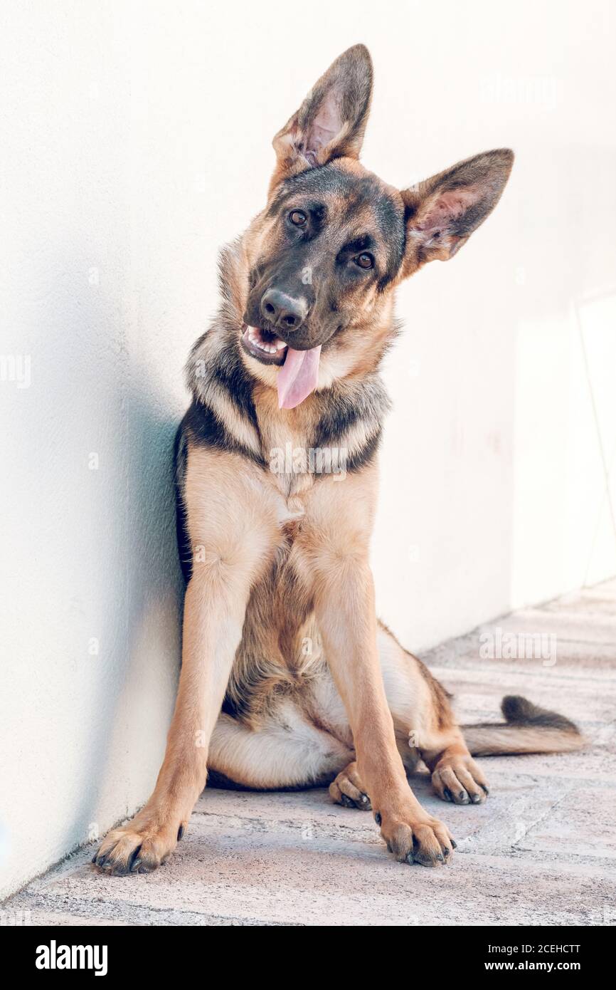 German shepherd looking at camera Stock Photo