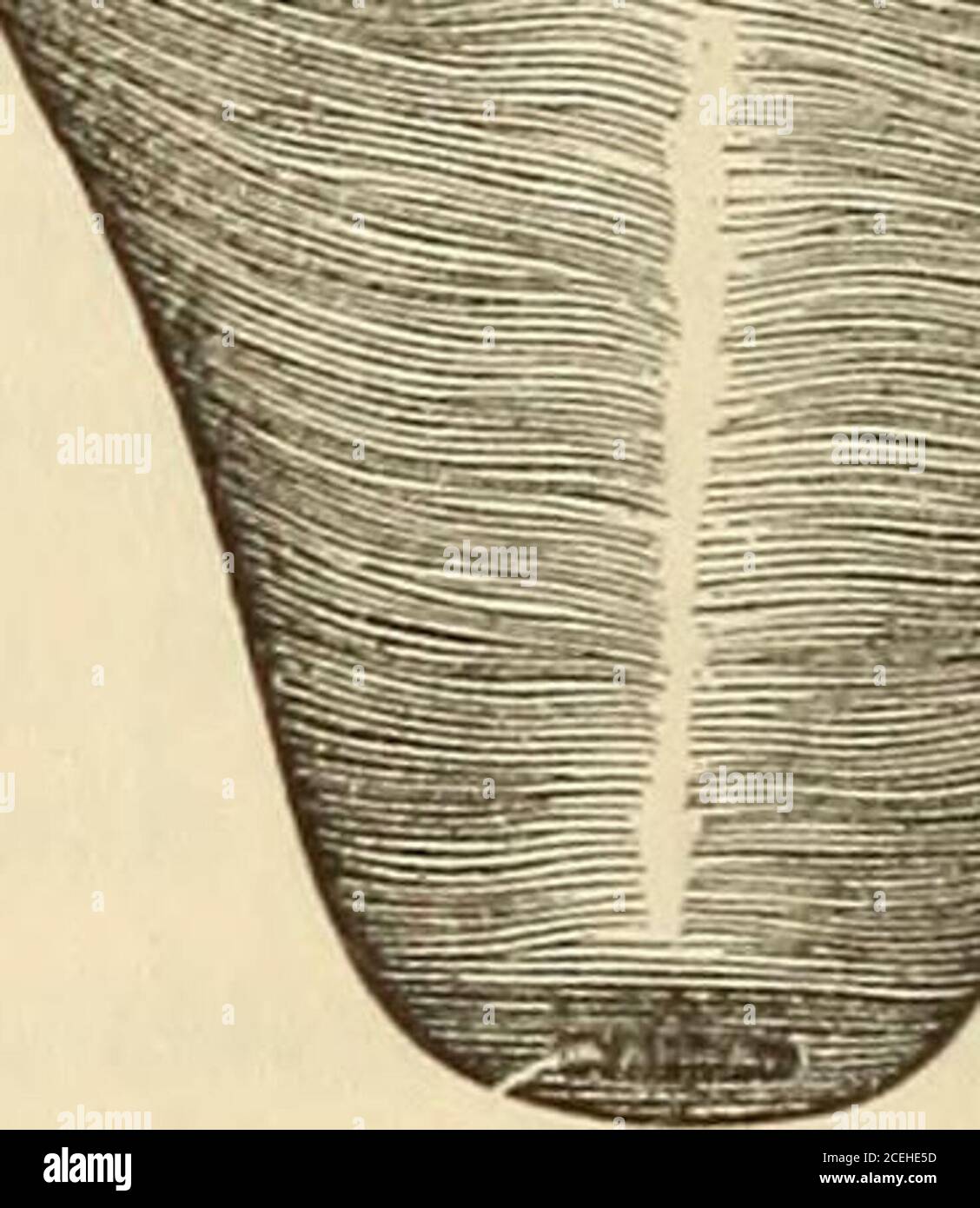 A System Of Midwifery Including The Diseases Of Pregnancy And The Puerperal State External Muscular Layer Of Uterus Internal Muscular Layer Of Uterus Encircle The Middle Of The Body Of The