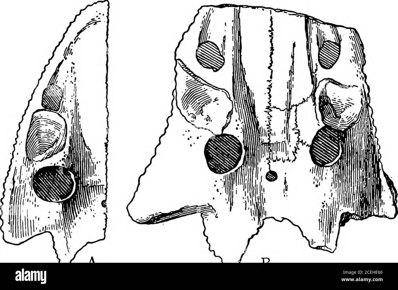 Sebecus Skeleton . Revision of the Amphibia and Pisces of the Permian of North America ...