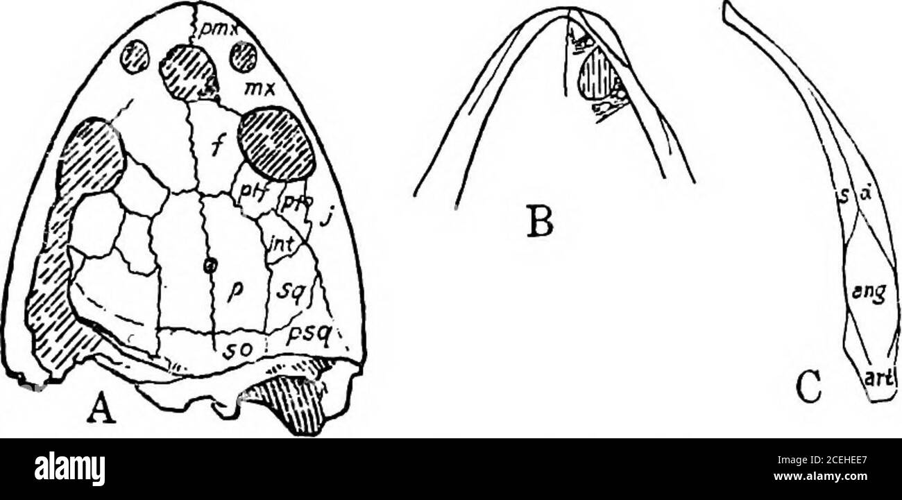 . Revision of the Amphibia and Pisces of the Permian of North America. kull indicates the presenceof a new species. The skull is imperfect, having lost the anterior end of themuzzle and a portion of the articular region of the left side. The wholeskull is much longer and more slender than any known species of this genus,its proportions being more those of Cricotus than T. insignis. The teethare mostly hidden, but one or two show that they are small and fine. Theorbits are directed more upwards than laterally and they were of greateranteroposterior extent than lateral. The quadrate region of th Stock Photo