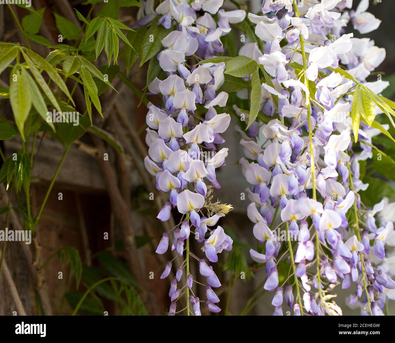 Wisteria flowers hanging down Stock Photo Alamy