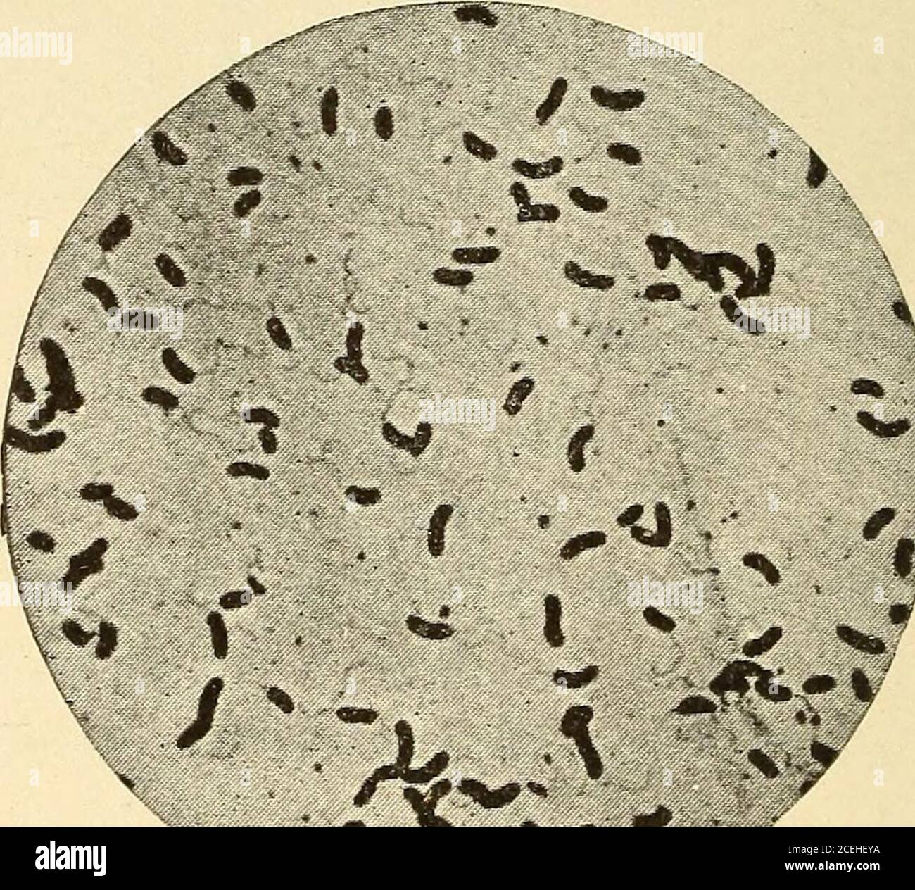 Pathological Technique A Practical Manual For Workers In Pathological Histology And Bacteriology Bacilli Will Not Stain In So Short A Time Spirillum Of Asiatic Cholera Comma Bacillus Morphology Figs 102 103 In Fresh