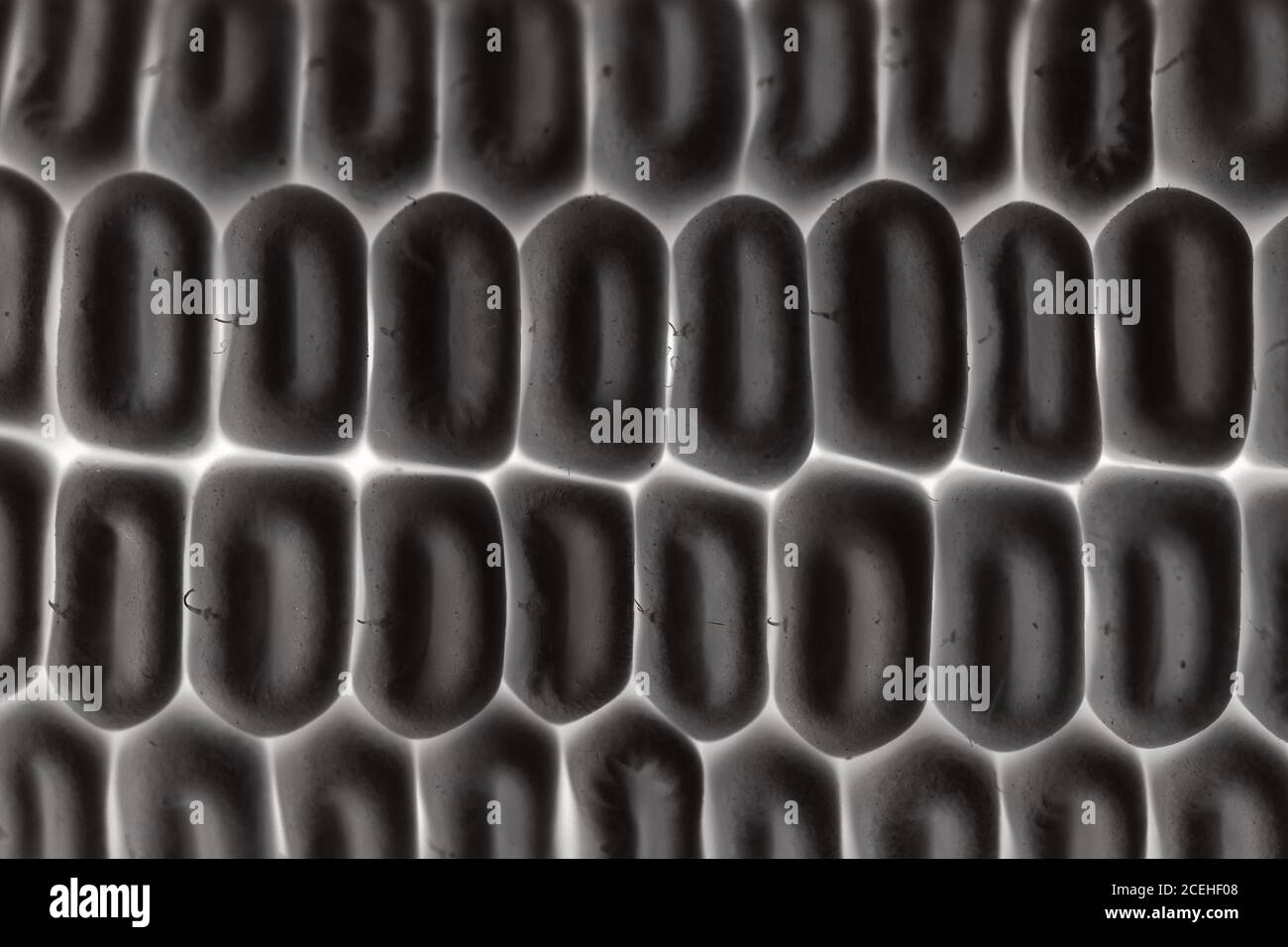 maize and black stockx