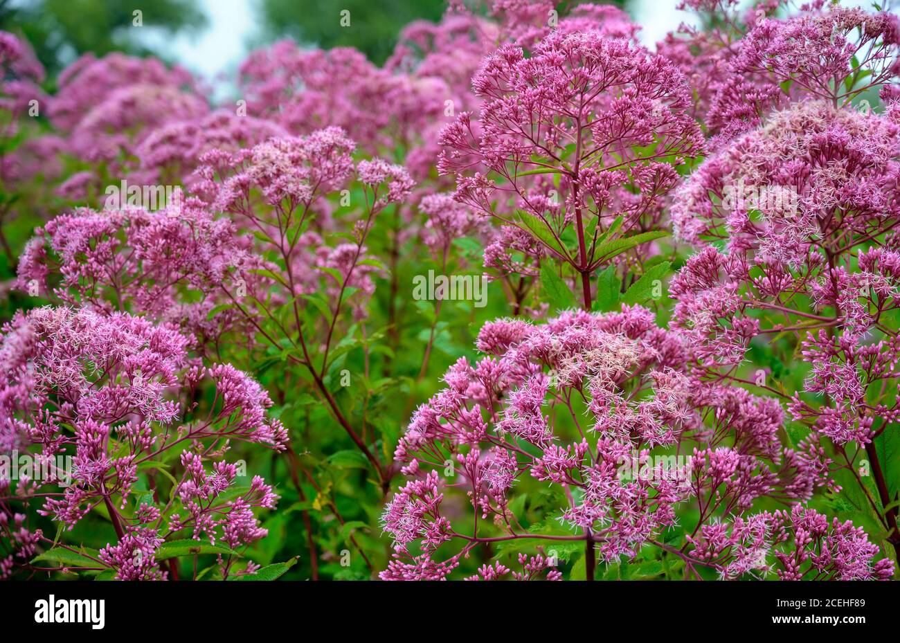 lilac blossoms of a wild plant of the breed  purple Joe-Pye weed Stock Photo