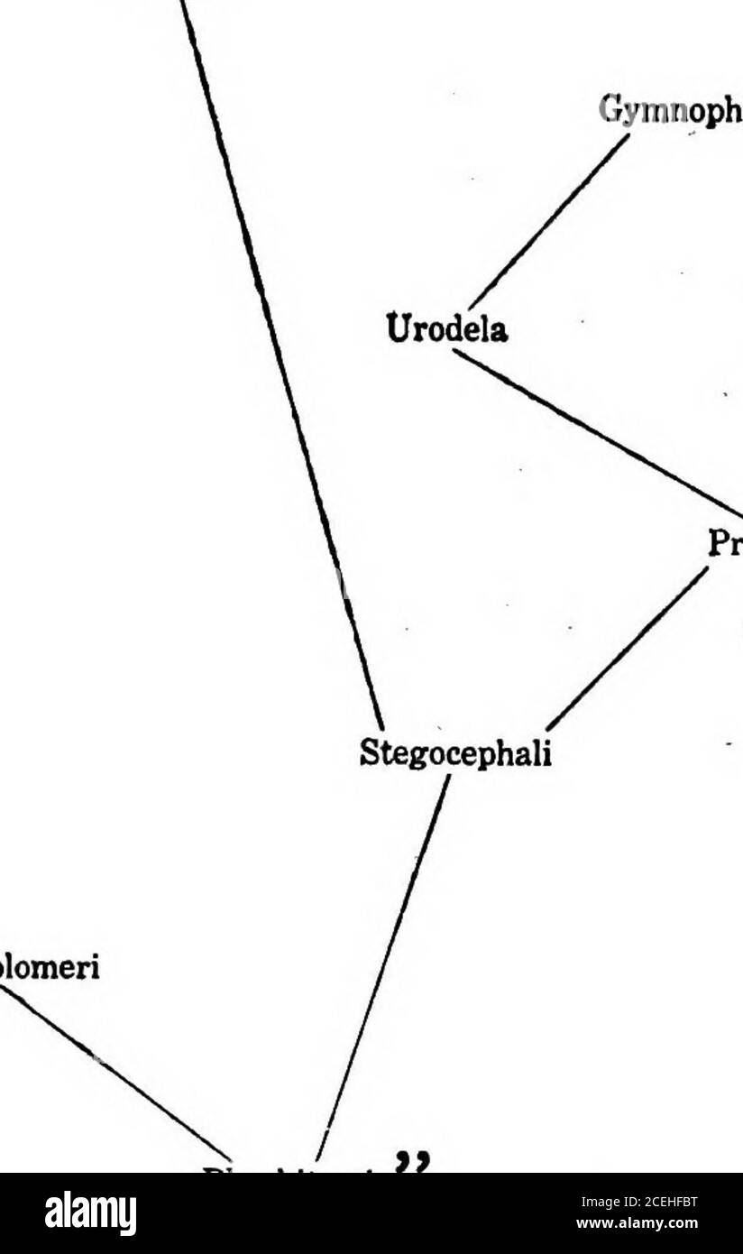 Embolomeri Cut Out Stock Images & Pictures Alamy