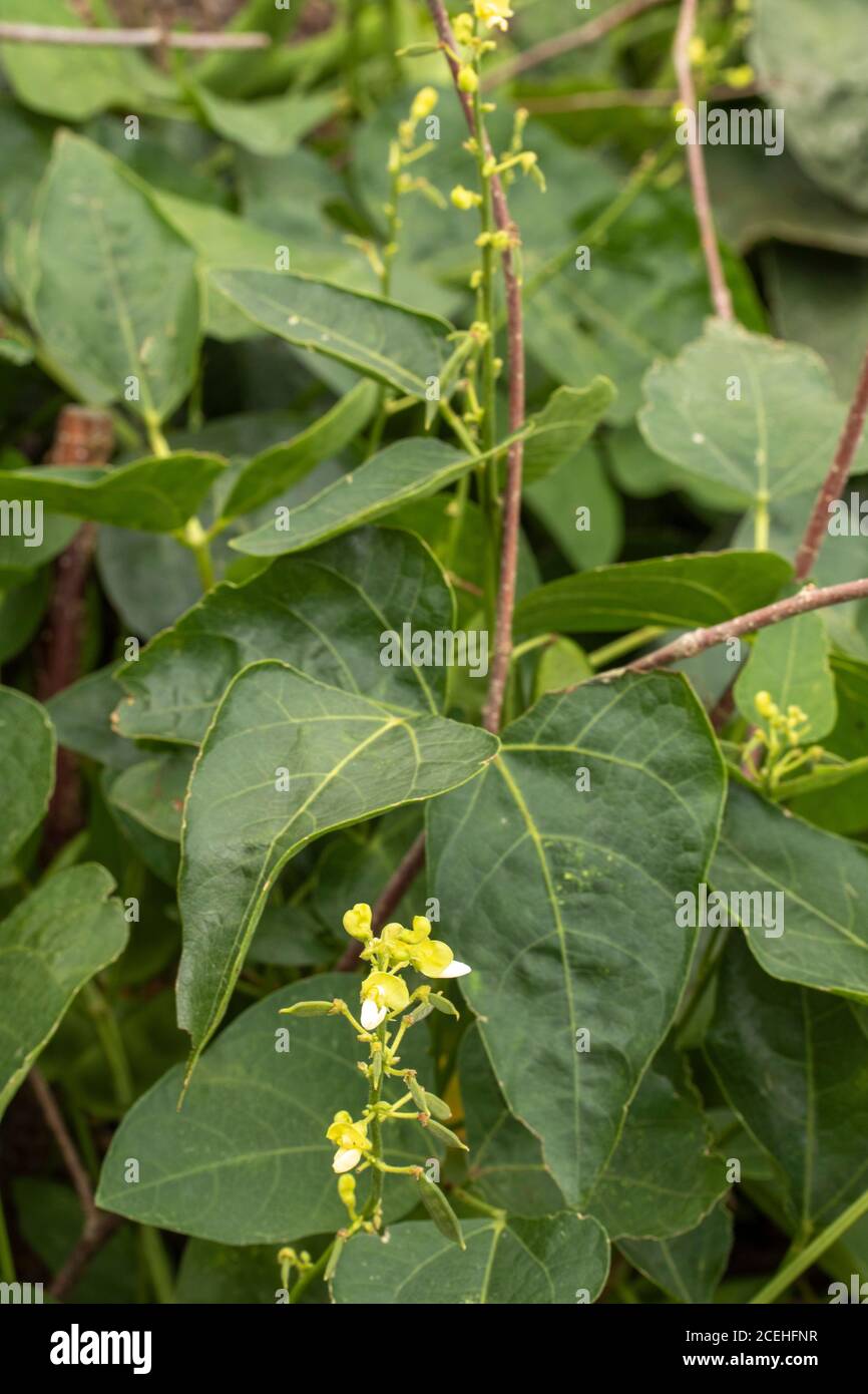Lima bean moche hi-res stock photography and images - Alamy