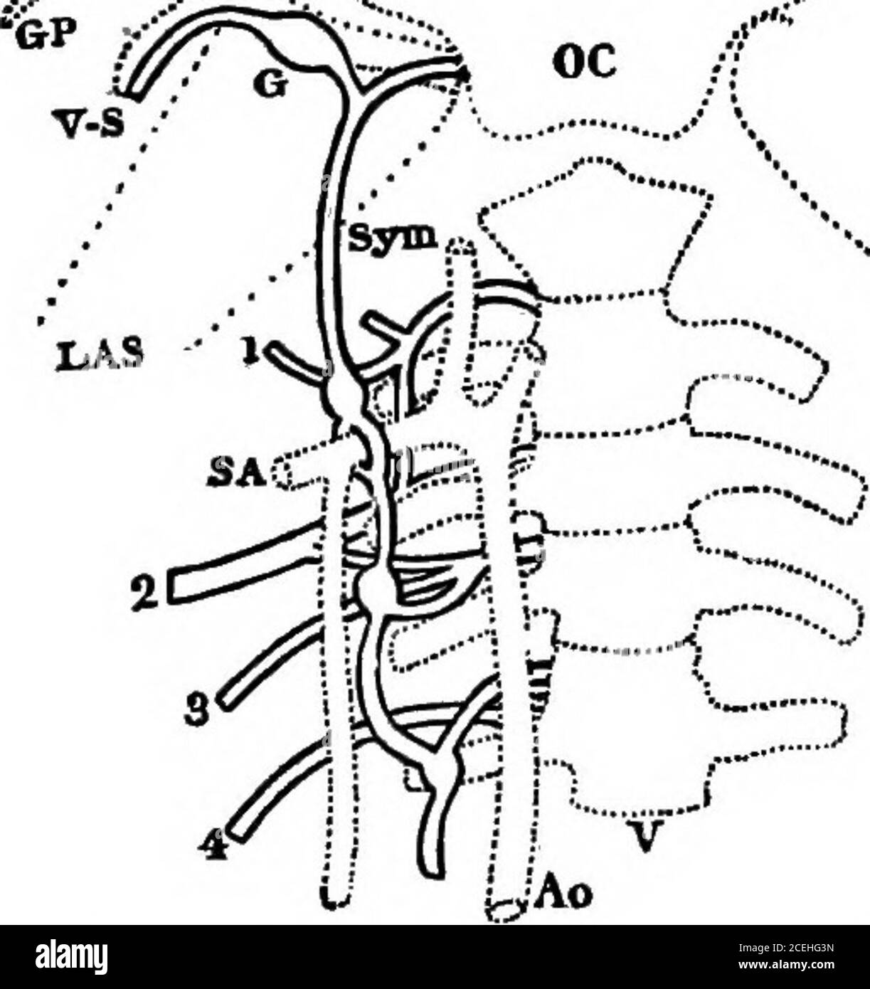 . An introductionto physiology. ain to the ganglion of thevagus (Fig. 55), and thence down the vagus trunkto the heart. Thus in the greater part of itscourse the vagus cannot be stimulated withoutexciting both the augmentor and the inhibitorycardiac fibres. To excite either alone it is neces-sary to stimulate the respective nerves abovetheir junction. Preparation of the Sympathetic. — Cut away thelower jaw of a large frog, the brain of which hasbeen destroyed by pithing, and continue the slitfrom the angle of the mouth downwards for ashort distance. Avoid cutting the vagus nerve(Fig. 56). Turn Stock Photo