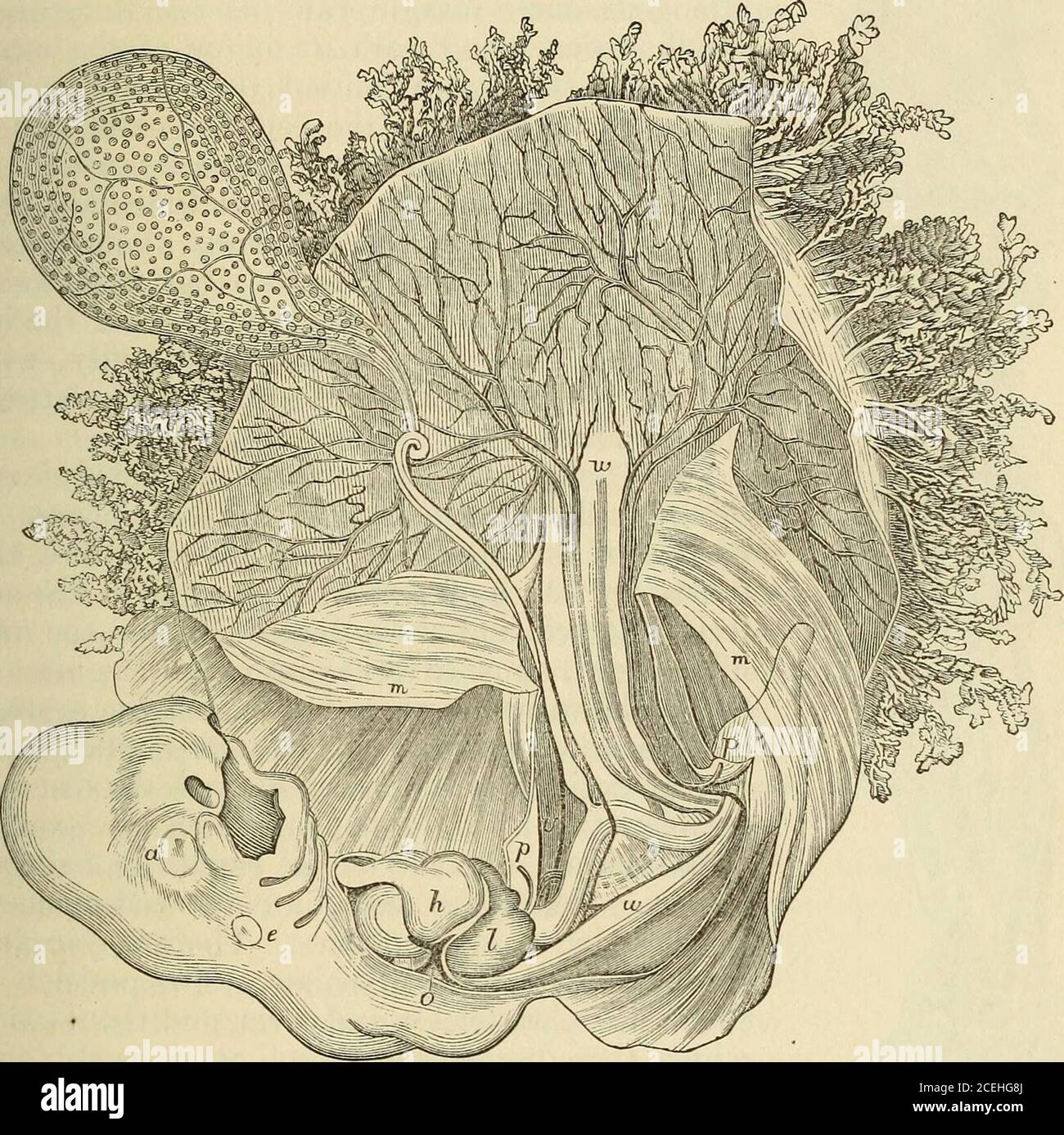 . A system of midwifery, including the diseases of pregnancy and the puerperal state. mpanying representation of the product of an abortion aboutthe twenty-fifth to the twenty-eighth day, shows the embryo and itsmembranes partly dissected, and magnified about seven times and ahalf. The Chorion, which has been opened in its whole extent, isrecognized by its villi externally, and the numerous bloodvessels on itsinternal surface. Above, and to the left, is seen the umbilical vesicle,writh the branches of the omphalo-mesenteric vessels coursing upon it.It lies, as has already been shown, between t Stock Photo