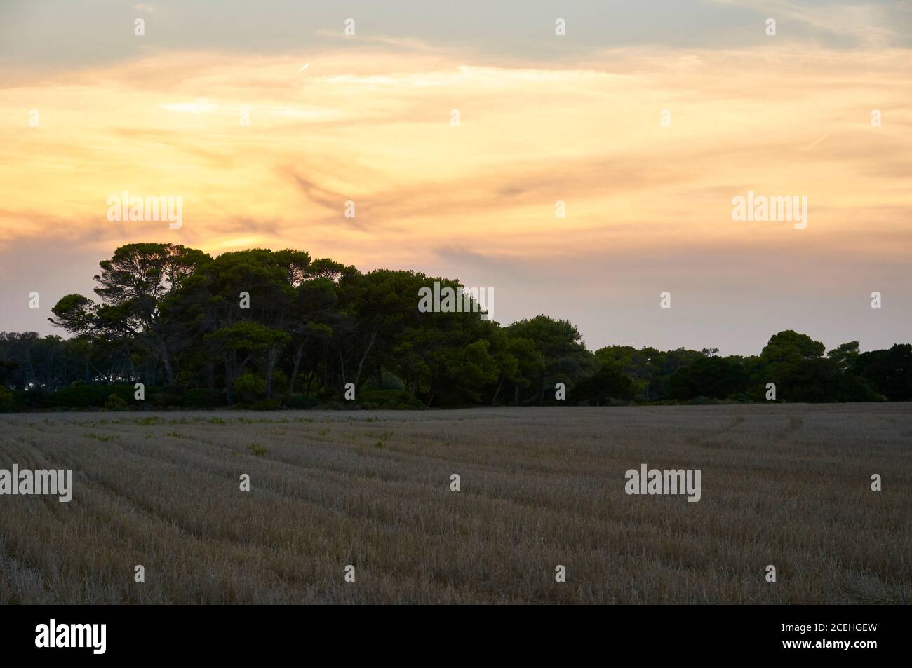 Crop fields near Cap de Ses Salines at sunset with Aleppo pines (Pinus halepensis) in the background (Santanyí, Majorca, Balearic Islands, Spain) Stock Photo
