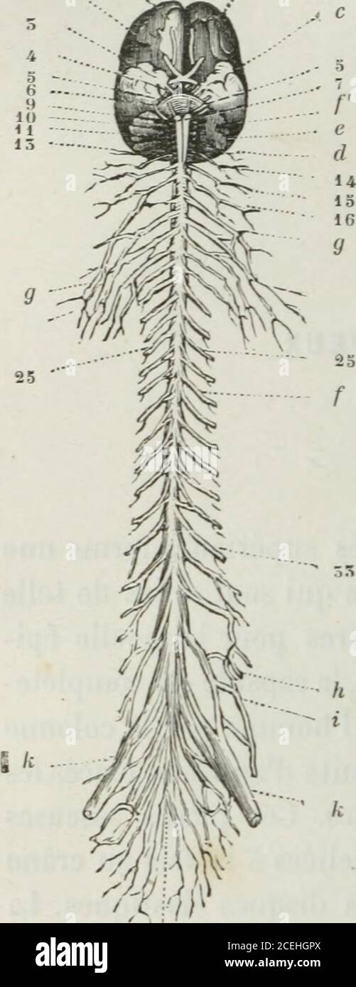 . Lettres physiologiques. 228 LETTRE DIXIEME. correspond au plafond de