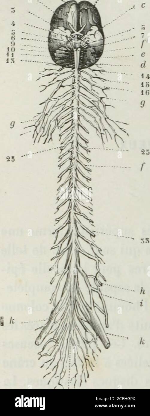 . Lettres physiologiques. 228 LETTRE DIXIEME. correspond au plafond de lorbite de lœil. Quant à la moellej a b épinière, elle est librement suspen- / due dans le canal dorsal, et nest re- tenue en place que par les envelop-pes membraneuses, les vaisseauxsanguins et par les nerfs qui pren-nent naissance sur la moelle même.Cbacun connaît laspect pâteux etmou particulier à la substance ducerveau et de la moelle épinière.On sait aussi que cette substance esttantôt blanche, tantôt grise ou griserougeàtre, et que lon voit sur un cer-veau frais une grande quantité devaisseaux sanguins et sur la coupe Stock Photo