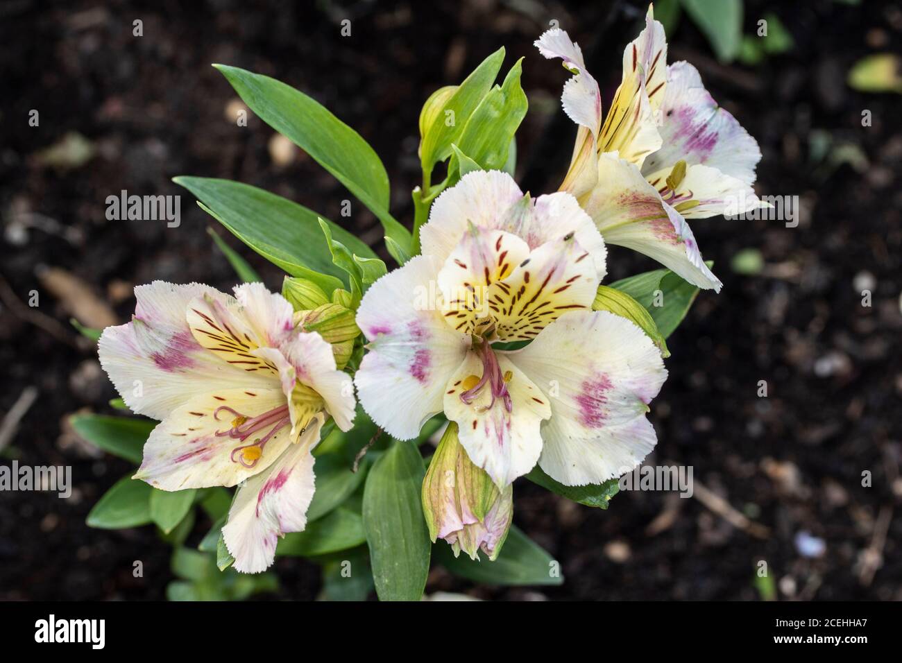 Alstroemeria,  flower portrait Stock Photo