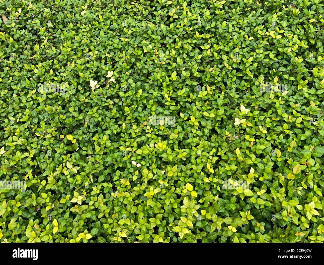 Green and yellow leafed ground cover that can be used as a background ...