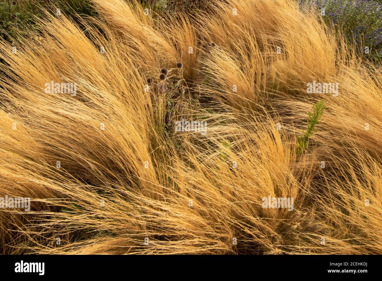 Stipa Tenuissima, ornamental Mexican feathergrass forming abstract patterns in the wind Stock Photo