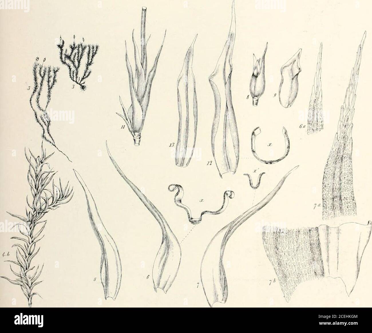 . Mosses with hand-lens and microscope : a non-technical hand-book of the more common mosses of the northeastern United States. ja.taatlaii PLATE XXII. Rhacomitrium fasciciilare. (From Bry. Eur. I. Plant natural size, showing characteristic method of branching, -jb. Basal leaf-cells. 19. Peristome anilcapsule wall in section. 21. Cells from annuhis. The other figures are self-explanatory. CRIMMIACEAE 127 upper h-af-cills )oiiiii/is/i-i/iiiii/i(ili hyaline leaf-apices present, denticuiate; cosUistout; peristome teeth irn^iilarly divided; spores maturing in spring. Fre-quently confused with mi Stock Photo