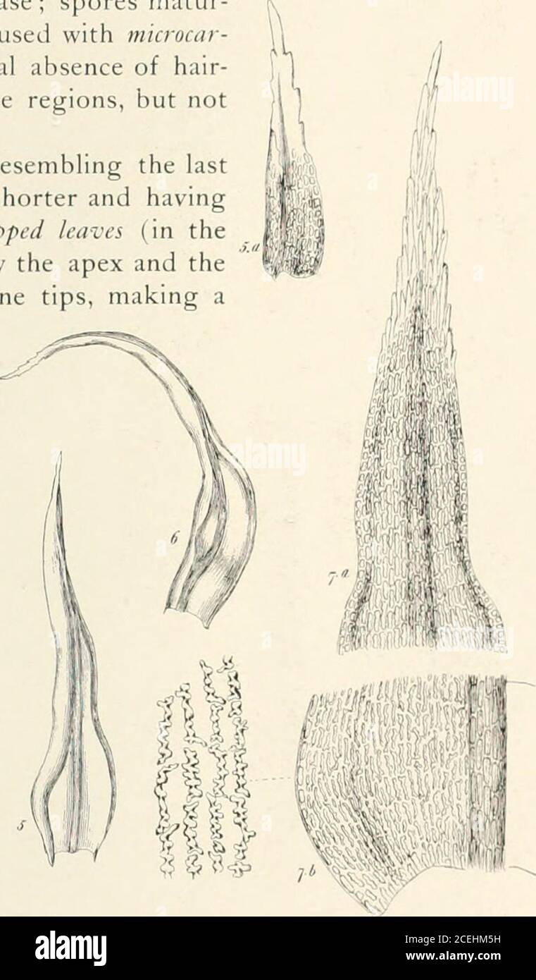 . Mosses with hand-lens and microscope : a non-technical hand-book of the more common mosses of the northeastern United States. tial leaves the costa ceases below the apex and theapex is sometimes obtuse without hyaline tips, making apuzzling combination), hyaline apex ofleaves denticulate, leaf-cells much as inthe last, but larger above; calyptra some-what papillose above; capsule smallerand lighter-colored than in the last;spores maturing in spring. Our mostcommon species after aciculare, growingon exposed rocks on hills throughoutour range, but apparently somewhatlocal. The form with obtuse Stock Photo
