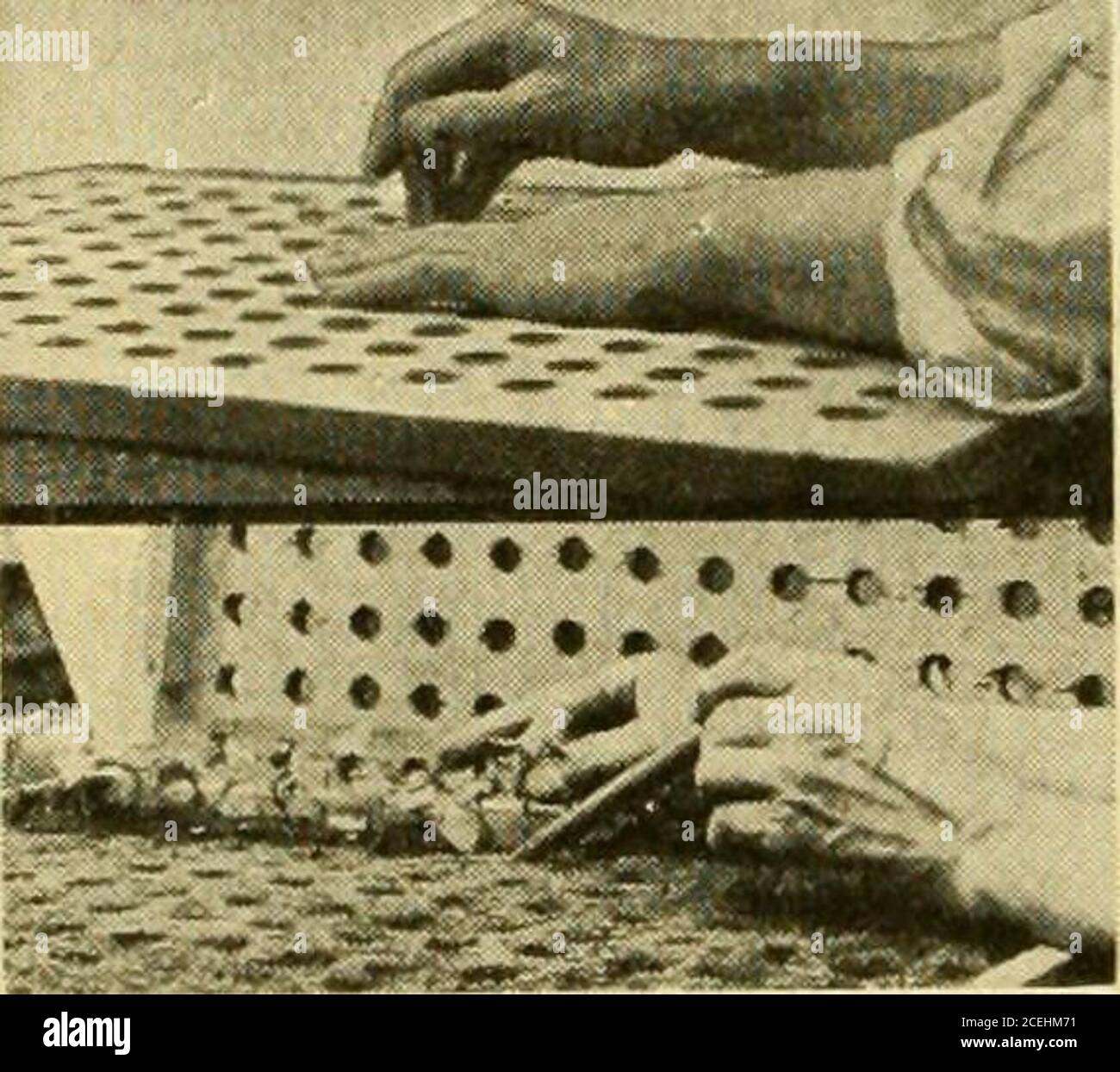 Propagated asexually hires stock photography and images Alamy