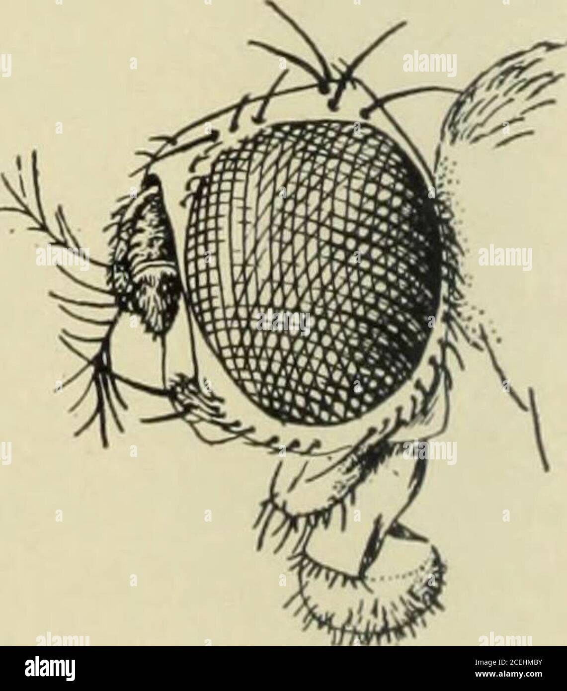 . Manual of fruit insects. Fig. 4. — Head of afruit-fly, showing the ...