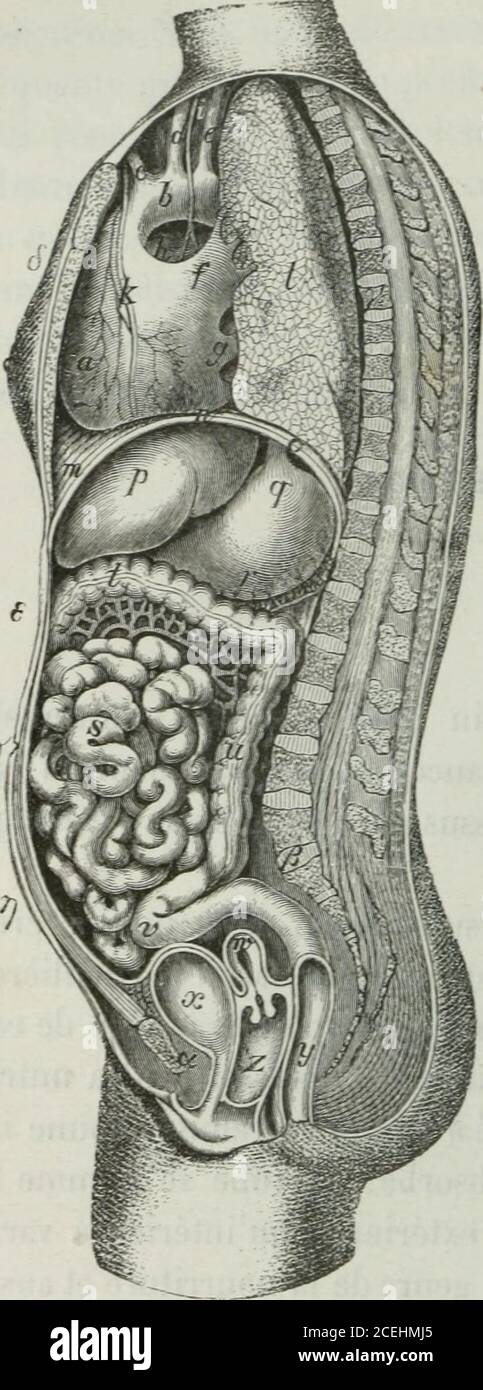 Page 3 Abdominale High Resolution Stock Photography And Images Alamy