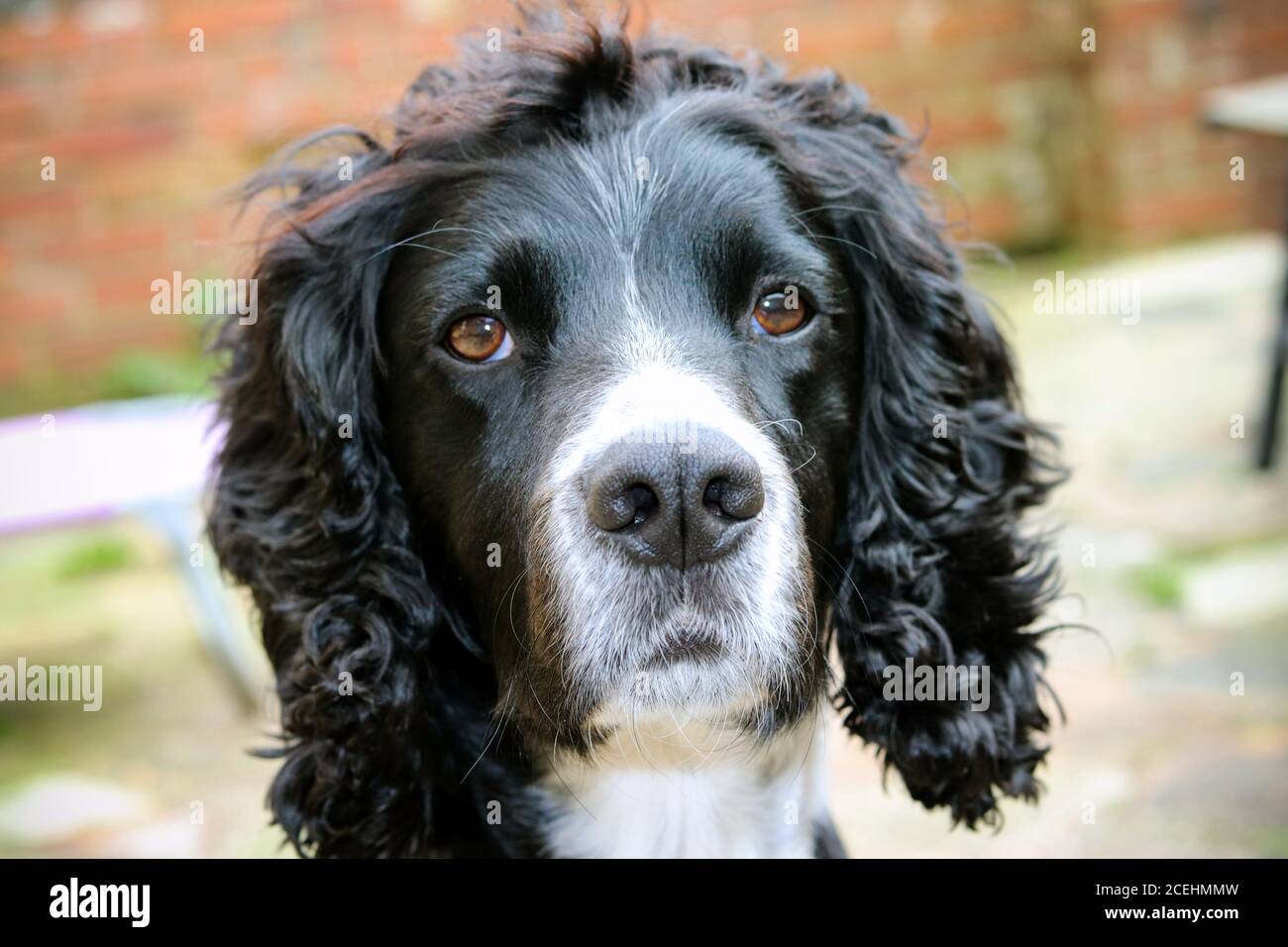 Page 3 Black Cocker Spaniel Puppy High Resolution Stock Photography And Images Alamy