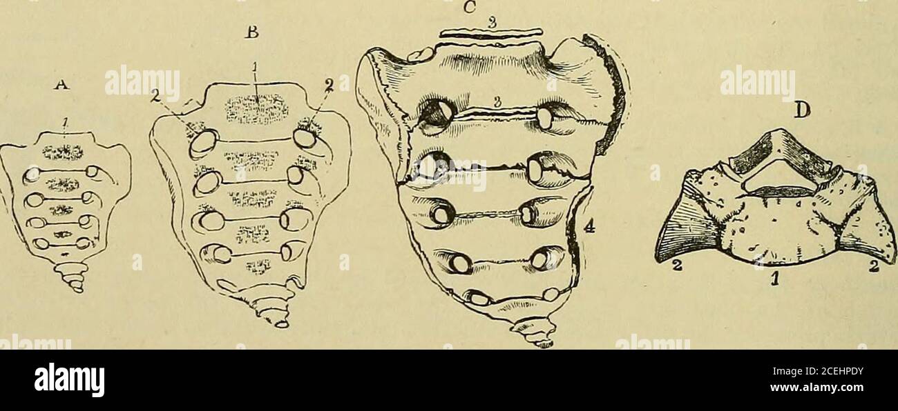 . Quain's Elements of anatomy. art of the common cartilage of the body and odontoid process. In the upper part of thiscartilage, a little later, two collateral centres appear for the odontoid process ; these soon uniteinto one, so that at birth the axis is composed of four pieces of bone. About the fourth yearthe odontoid process becomes joined to the body and the fore part of the neural arch of theaxis on each side, and a little later union occurs in front and behind. In the centre,however, a small disc of cartilage remains until advanced age.^ The apex of the odontoidprocess is formed from a Stock Photo