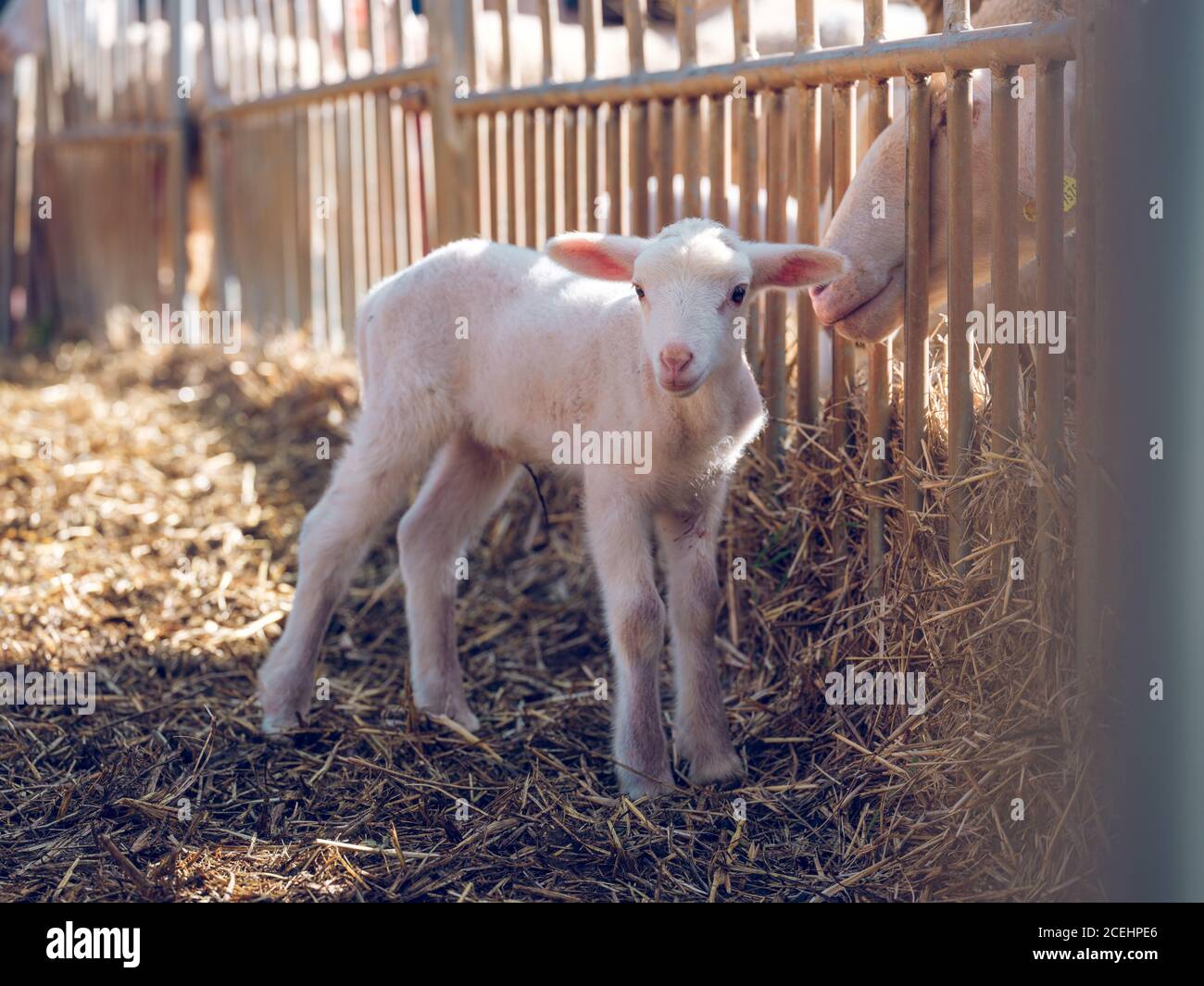 White baby sheep standing at the grid on the farm Stock Photo - Alamy