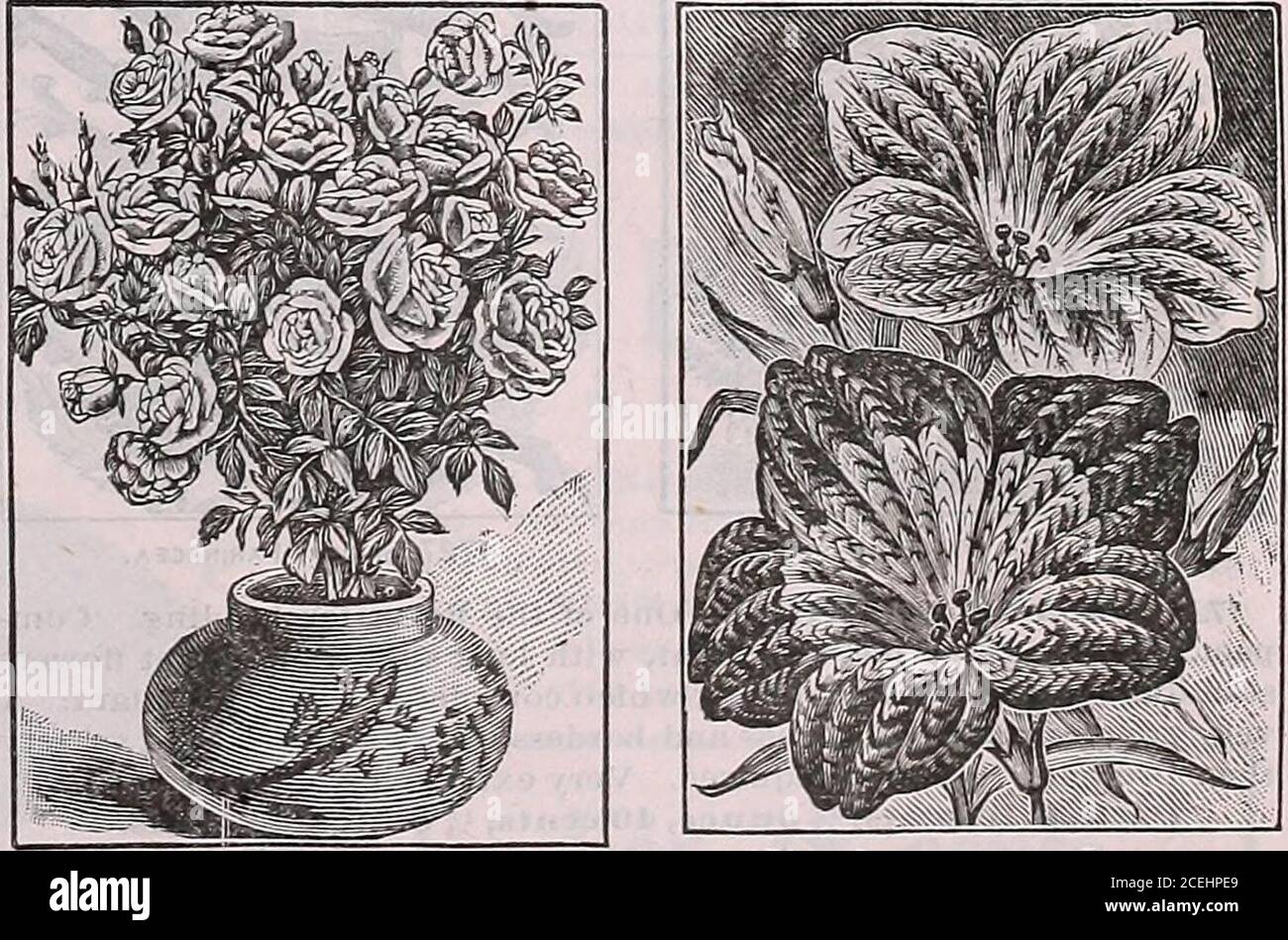 . The Maule seed book for 1922. /^ pound, 60 cents.. 1716 Rose, Little Midget. 1721 Salpiglossis, Emperor. ROSE SEED (Miniature Fairy Roses) Hardy Perennial1716 LITTLE MIDGET. Only an Inch across; mostly double. Theyare borne in clusters, and embrace all the tints of the larger roses. Theblossoms are followed by bright red hips or seed pods that are verypretty. The bush grows only 10 inches high. Packet, 10 cents. SALPIGLOSSIS (Painted Tongue)Hardy Annual Height, 18 Inches to 2 feet, bearing many orchid-like flowers 2 to 2)4Inches across, with odd and beautiful velvety markings; the colors red Stock Photo