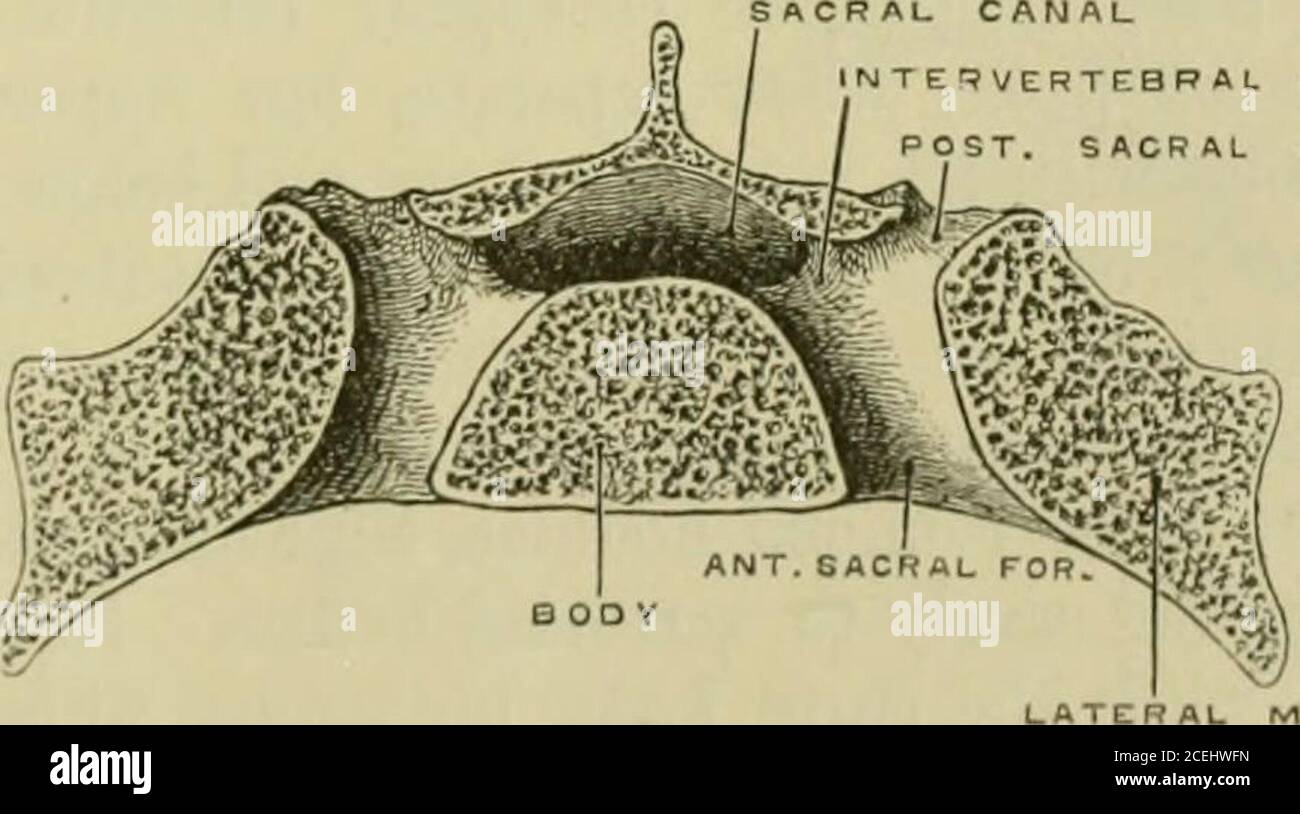 Quain's Elements of anatomy. Fig. 14.--Sacrum and FROM THE RIGHT SIDK. bv  D. (iunn.) 4 COCCYX, (Drawn. Fig. 15. — Transverse section ok sacrum,  passing THROUOH THE FIRST PAIR i&gt;K IliRAMINA. ((