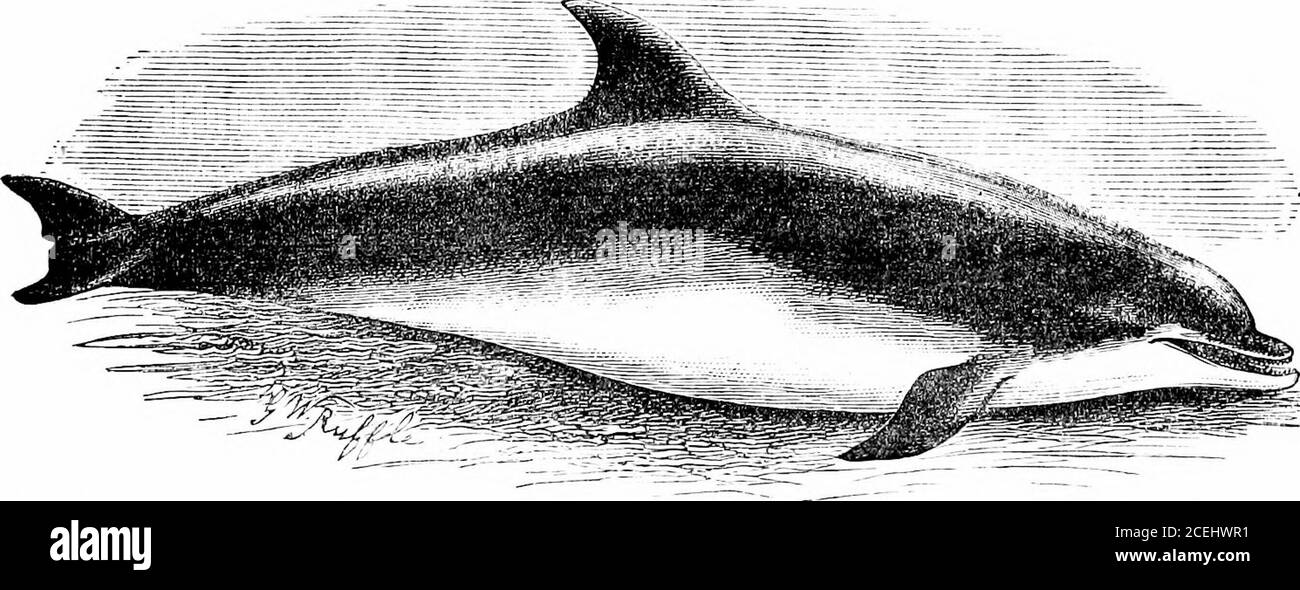 . The seals and whales of the British seas. i{J, the numbers not always beingequal, even on the different sides of the mouth of the same individual. Thelength is from 5 to 8 feet. * Trans. Zool. Soc, vol. .i., p. 2, with plate. 124 SEALS AND WHALES OF THE BRITLSH SEAS. BOTTLE-NOSED DOLPHIN. The Bottle-nosed Doli-hin {Delpliimis tnrsio, Fab. ; Tnrsio truncatus,Gray), fig. 28, appears to be found occasionally from the Mediterranean to theNorth Sea; it is by no means, however, a common species. Professor Flowersays it is rare in the Mediterranean, though Gervais gives several instances. Fig. 28. Stock Photo