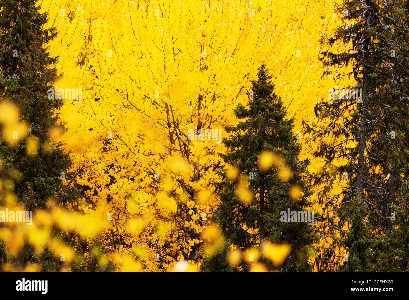 Vibrant bright yellow Aspen and Birch tree leaves during autumn foliage near Kuusamo, Northern Finland Stock Photo