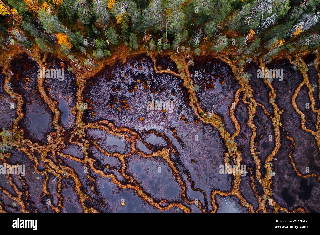 An aerial of unique aapa mires in Northern Finland during autumn foliage. Stock Photo