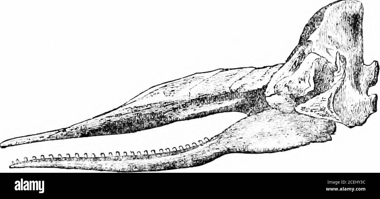 . The seals and whales of the British seas. isfurnished with about twenty-five large conical teeth on each side ; but thenumber is not constant, nor is it always the same on each side. In the upperjaw are no visible teeth, but those of the lower jaw shut into correspondingdepressions in the upper. The tongue is small, and, like the lining of the 9° SEALS AND IVHALES OF THE BRITISH SEAS. mouth, of a white colour. The upper part of the head, called the case,contains the spermaceti, which upon the death of the animal granulatesinto a yellowish substance. Beale says that a large Whale not unfreque Stock Photo