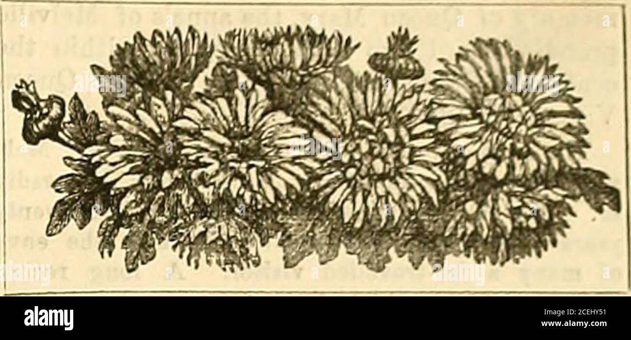 . The Gardeners' Chronicle : a weekly illustrated journal of horticulture and allied subjects. th the new type of Cattleyas. Flowers a gentian blue, and having the appear-ance of small saucers. NEW ONCIDIUM. ONCID1UM DICHROMUM (Rolfe).Grand new yellow and porphry-flowered species- NewGCLOCYNE balfouriana Producing long elegant spikes of cinnamon,orange, and white flowers. NEW ACINETA COLOSSA (Sander).Huge pendent spikes of purple blossoms, 2 ft-long. The large, unopened bud are similar tosmall apples. NEW ANECT0CHILUS SANDERIANUS. Magnificent new speoies. CATTLEYA HARRESONI/E VAB. The very fin Stock Photo