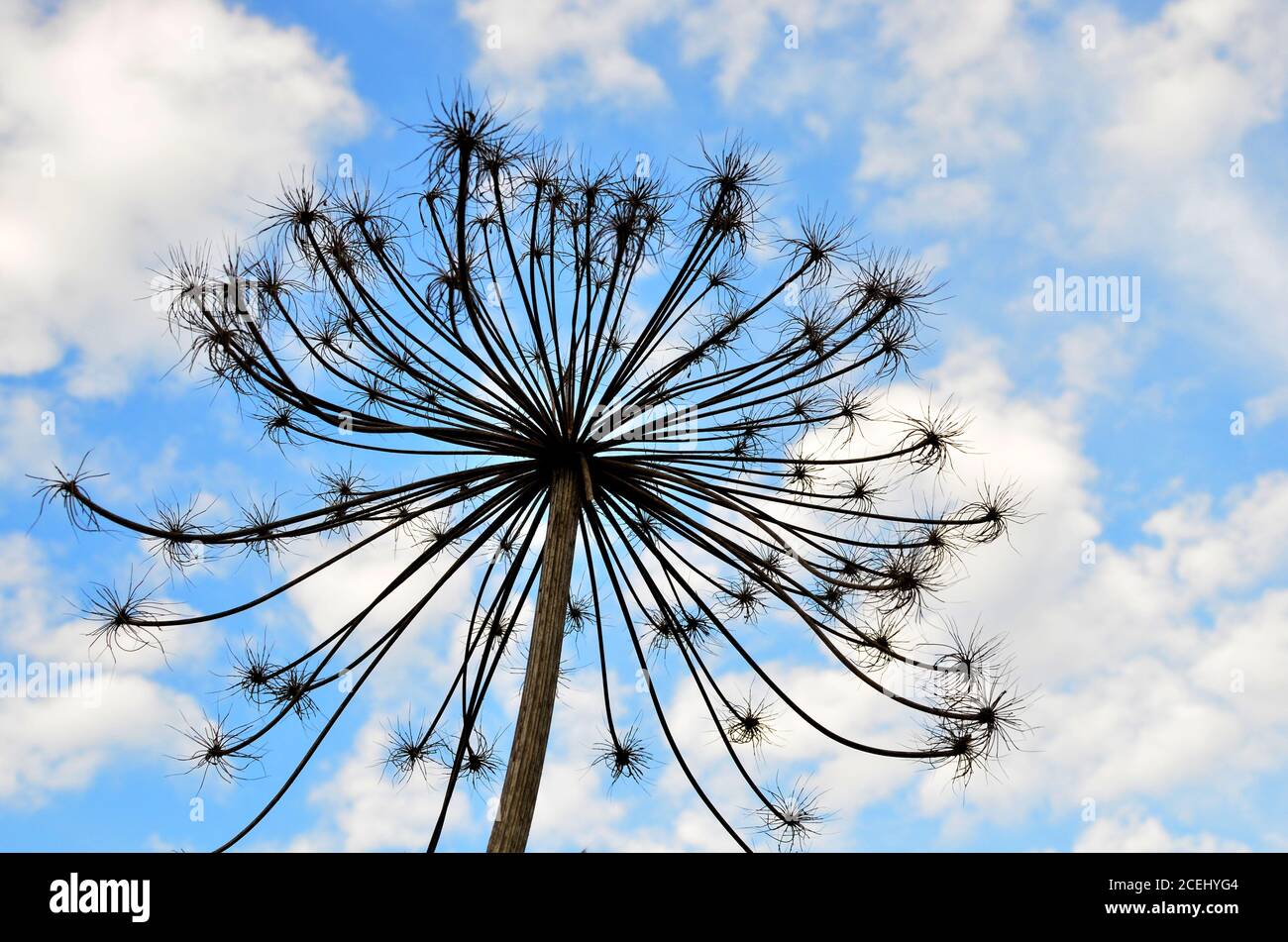 A huge flower on a background of blue sky with white clouds. Sosnowsky's hogweed (Heracleum sosnowskyi) is a monocarpic perennial herbaceous flowering Stock Photo