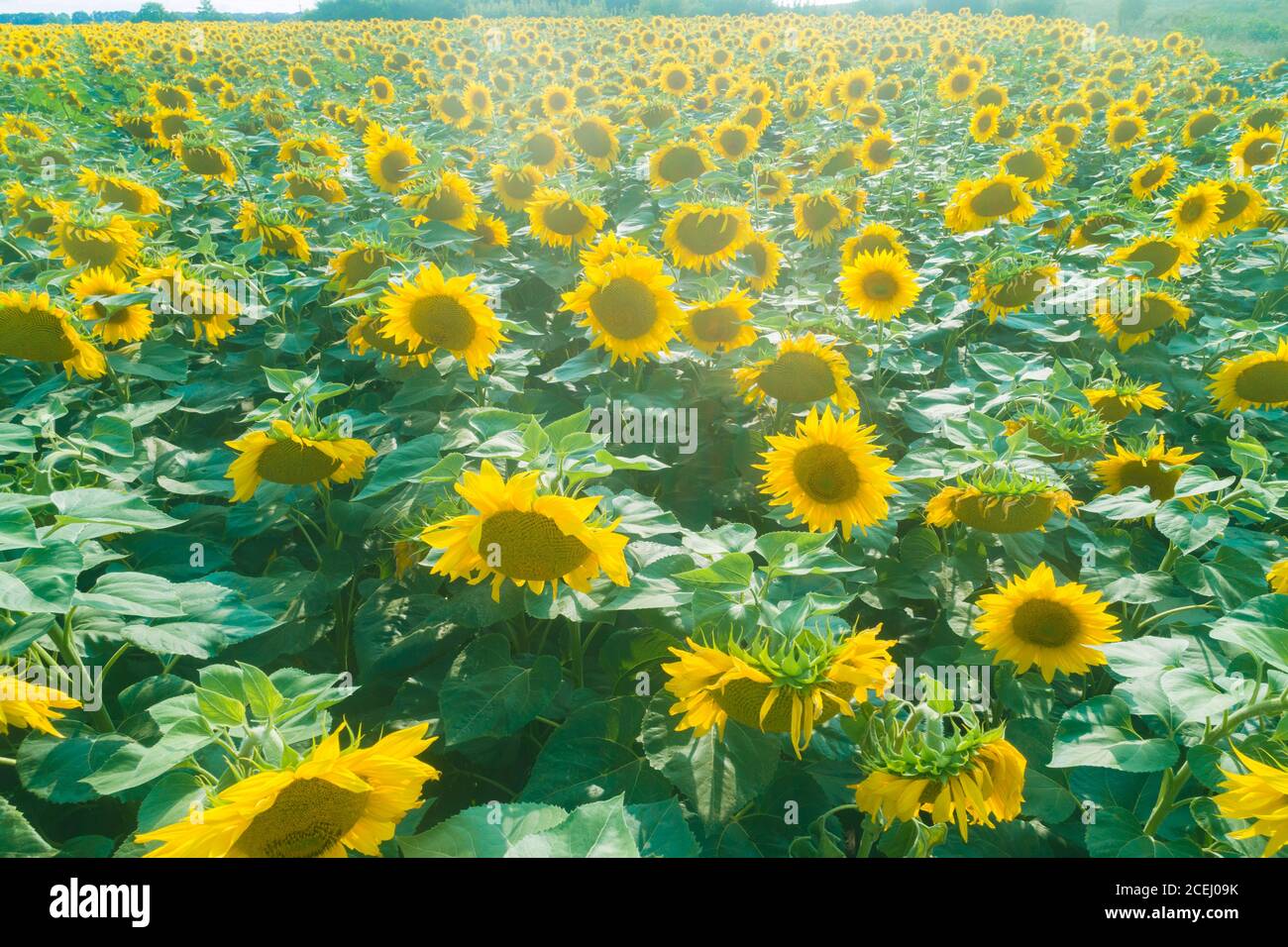 Summer landscape with sunflowers. Beautiful sunflower field. Aerial ...
