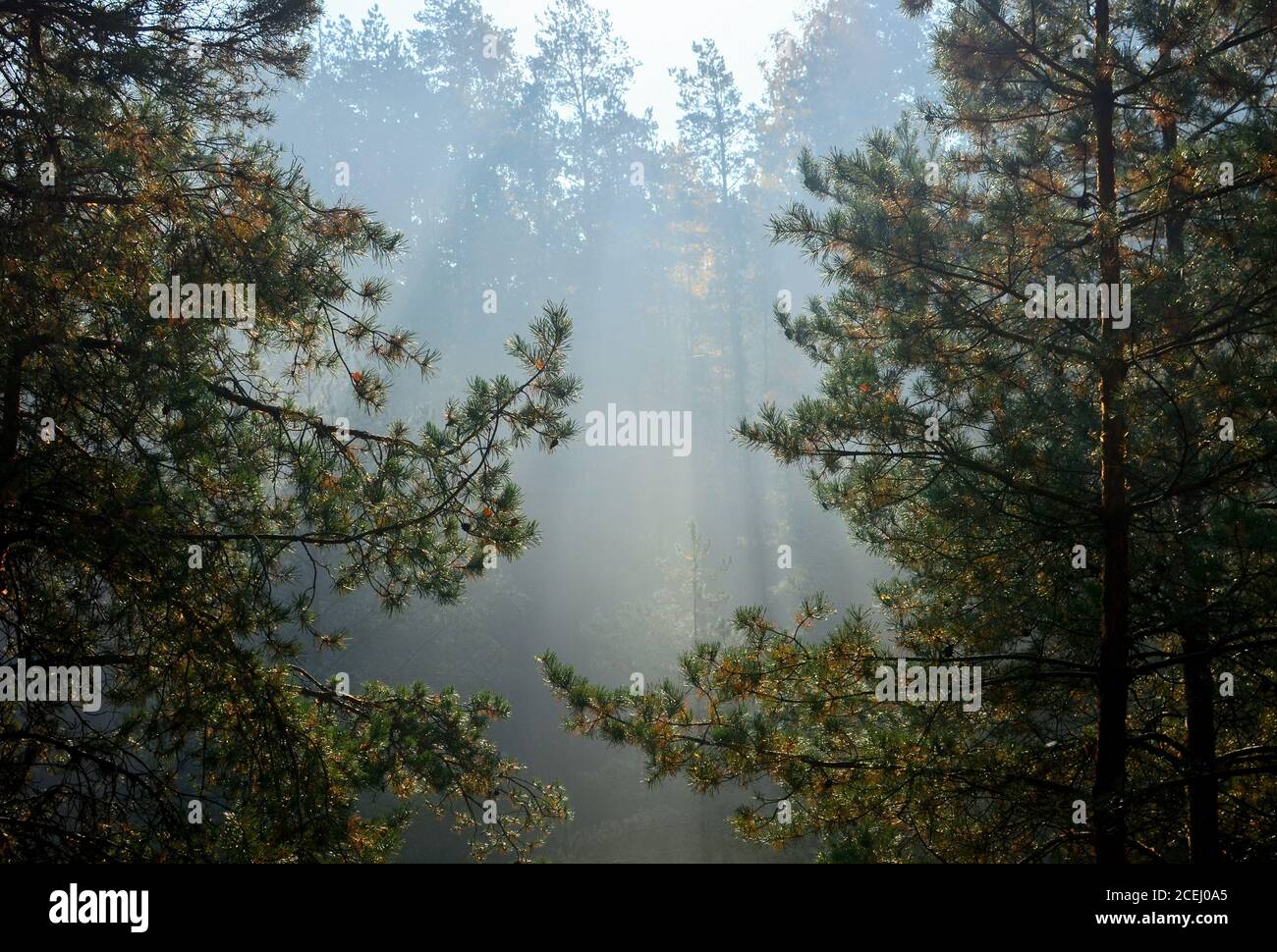 Morning sun rays coming through the spruce and pine trees in the forest ...