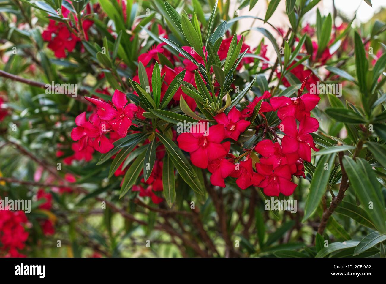 Red Rhododendron blooming (Rhododendron scabrum) in the garden Stock Photo