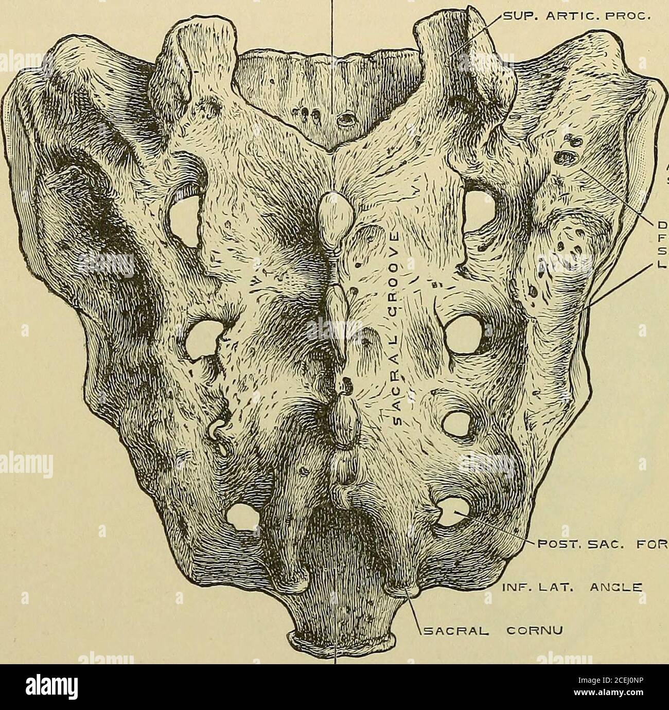 . Quain's Elements of anatomy. eriorsurface looks upwards as well as backwards. Tlie ventral surface is concae from above downwards, and slightly so from side 14 THE VERTEBRAL COLUMN. to side. It is traversed horizontally by four ridges, which indicate the places ofunion of the bodies of the five sacral vertebras, and at the extremities of which aresituated on each side four foramina called anterior sacral. These foramina leadexternally into grooves, and diminish in size from above downwards. The dorsal surface is convex, very uneven, and somewhat narrower than theventral. It presents along t Stock Photo