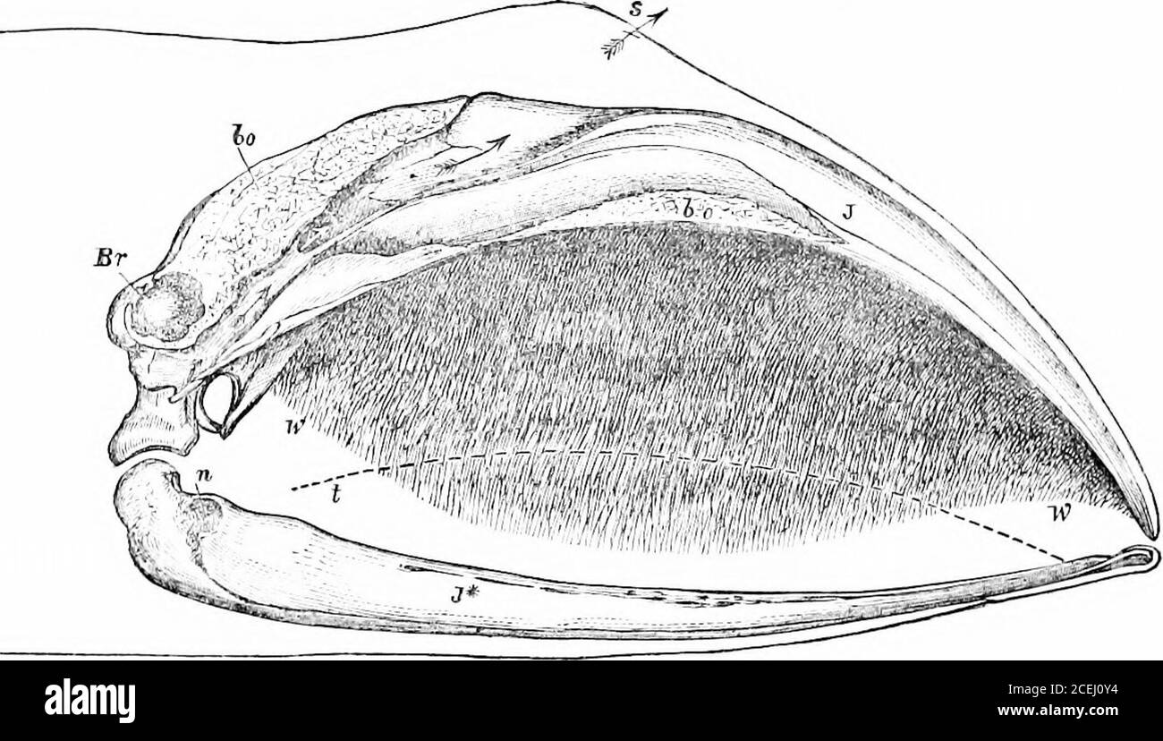 . The seals and whales of the British seas. mouth ; the Whale can thus breathe freely, provided the blow-hole be above water, even when its mouth is submerged or filled with water.There are no external ears, but a small aperture situated just behind the eye,communicates with a perfectly-constructed internal hearing apparatus, andthis, as the water is an excellent conductor of sound, is all-sufficient. Thefood of the Cetacea consists of various forms of marine animals, from the Seal,which frequently forms a meal to the fierce Grampus, to the minute creatures 46 SEALS AND WHALES OE TLJE BRLTLSLL Stock Photo