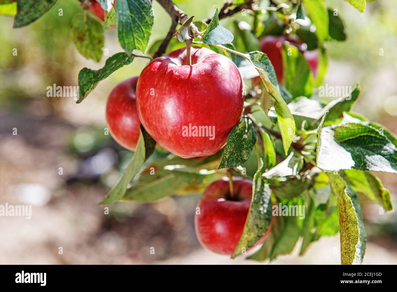 https://c8.alamy.com/comp/2CEJ1GD/ripe-sweet-apple-fruits-growing-on-a-apple-tree-branch-in-orchard-2CEJ1GD.jpg