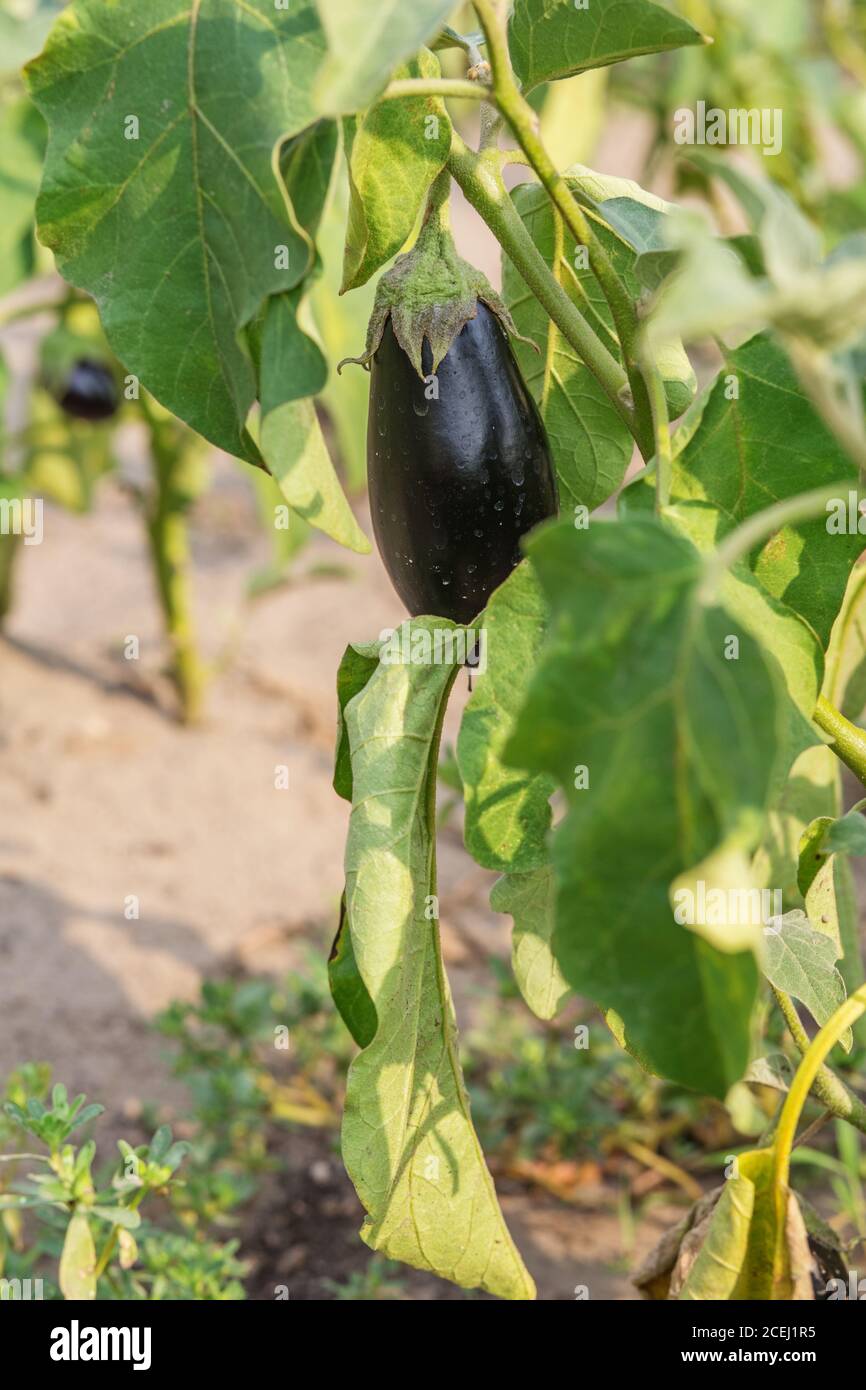 Unplucked hires stock photography and images Alamy