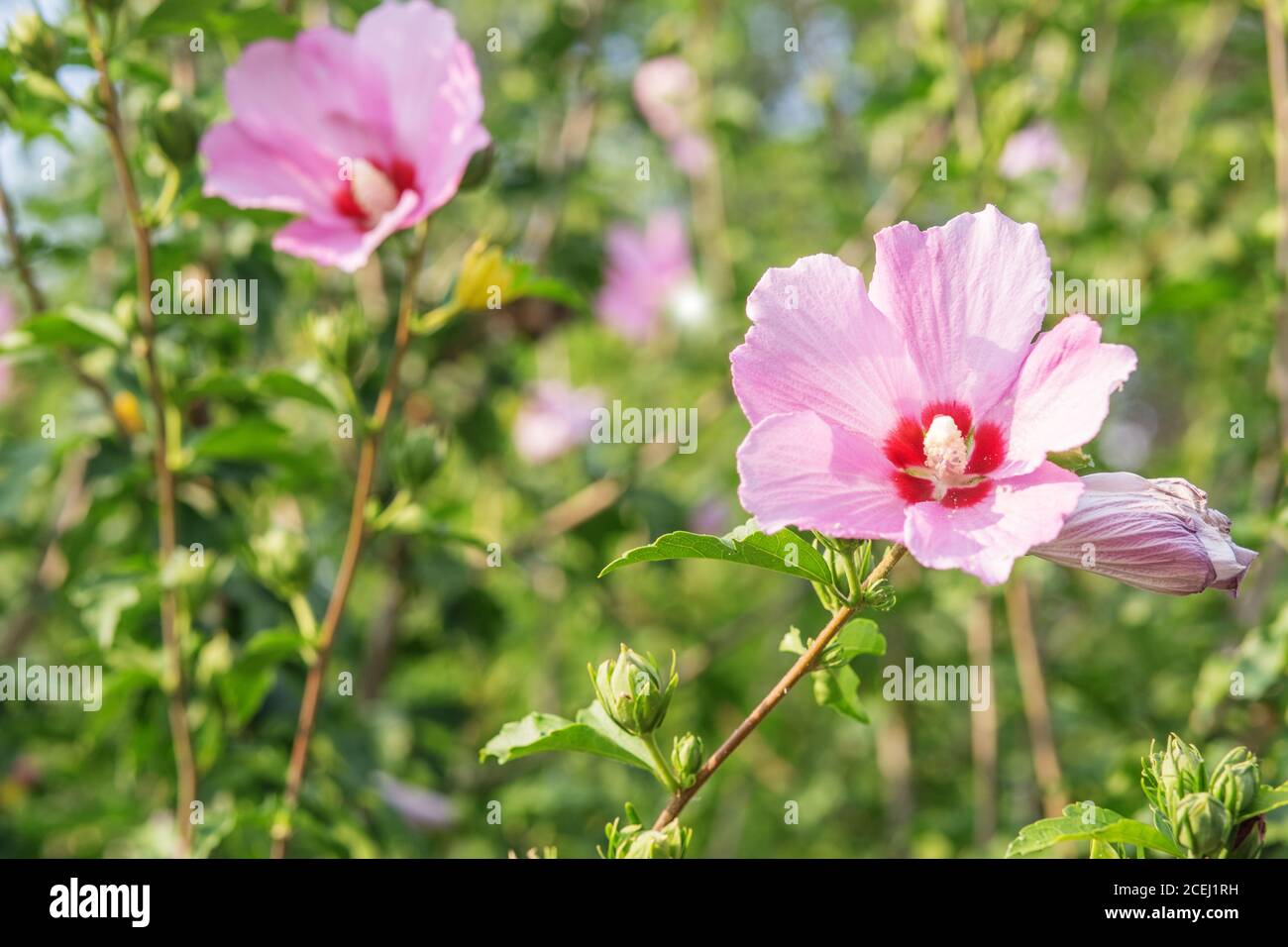 Perfect hibiscus flower hi-res stock photography and images - Alamy