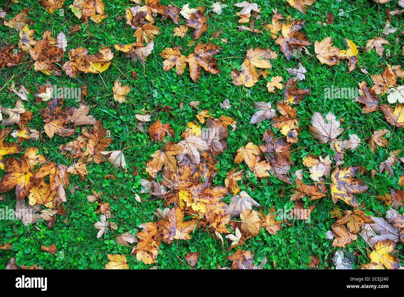 Colorful fall leaves on a background of green grass. Top view. autumn ...
