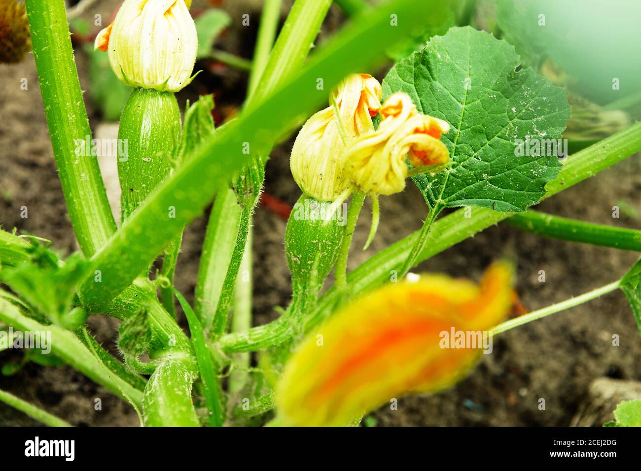 Zucchini plant. Zucchini flower. Green vegetable marrow growing on bush Stock Photo Alamy