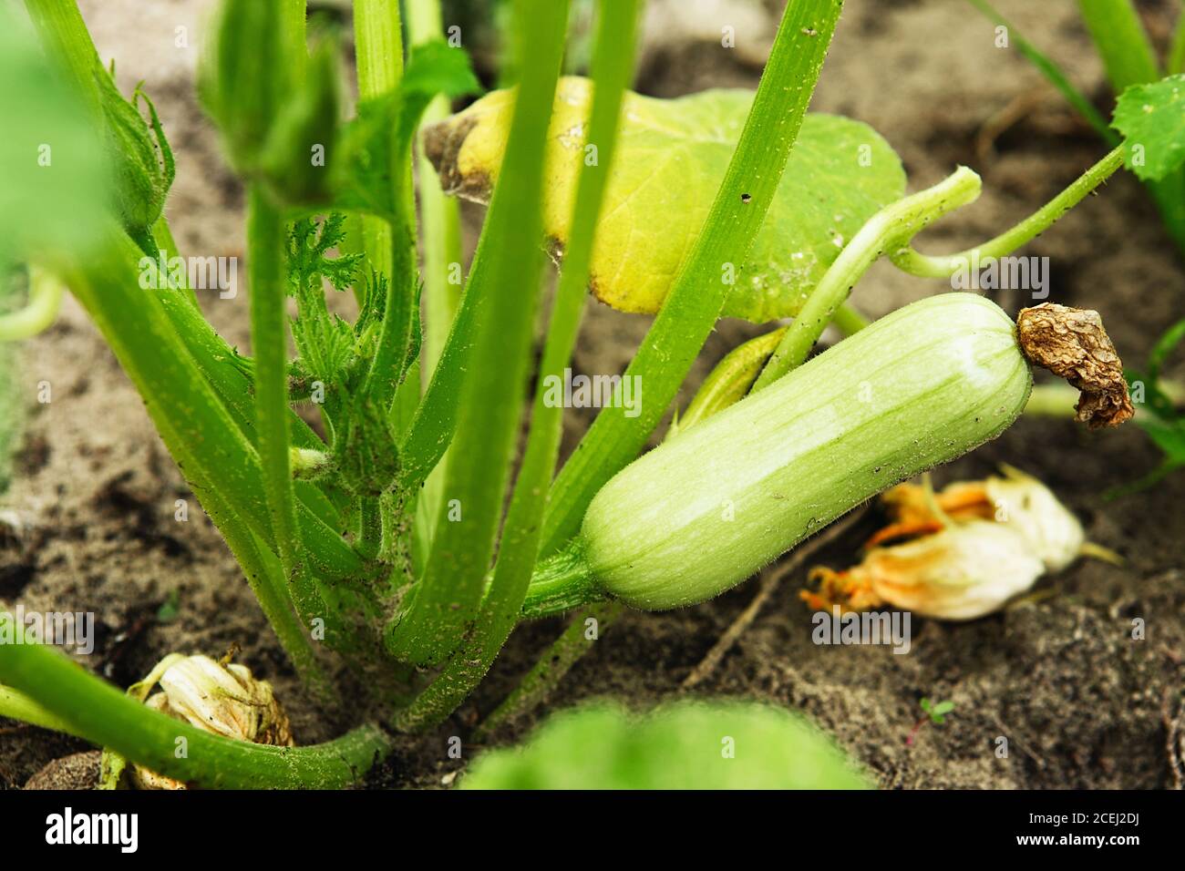 Zucchini plant. Zucchini flower. Green vegetable marrow growing on bush Stock Photo Alamy