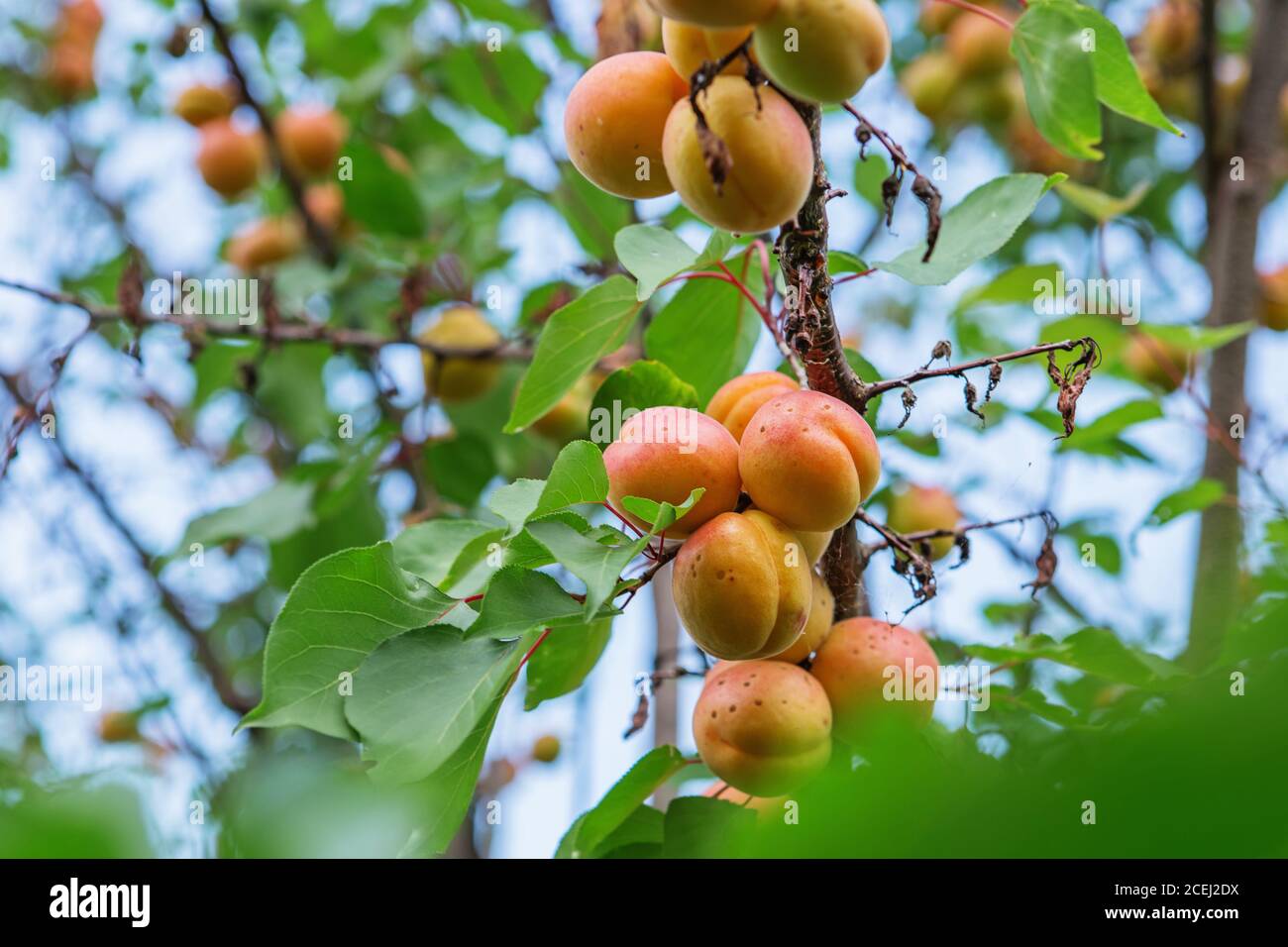 Ripe sweet apricot fruits growing on a apricot tree branch in orchard ...