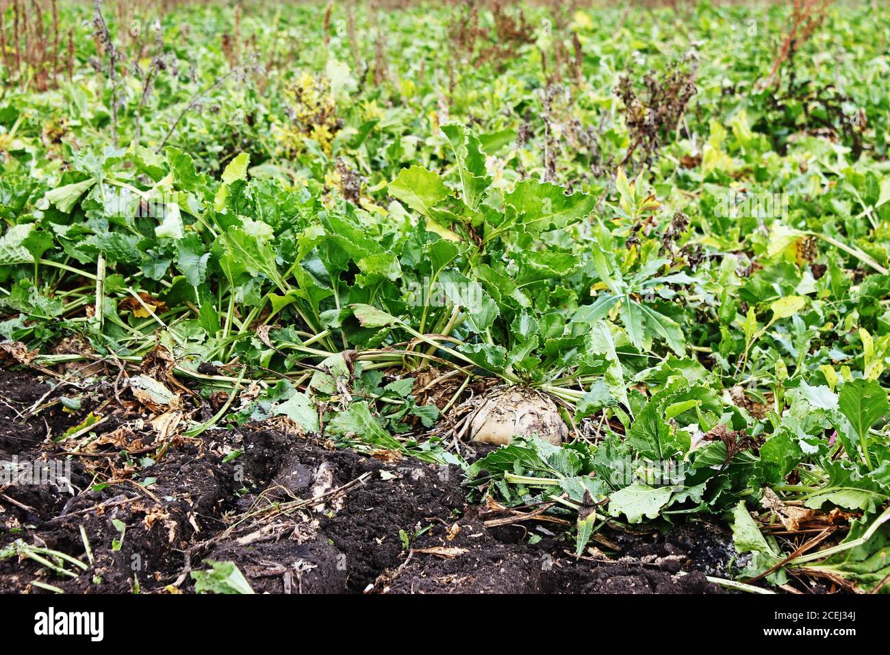 Sugar Beet Food Plot
