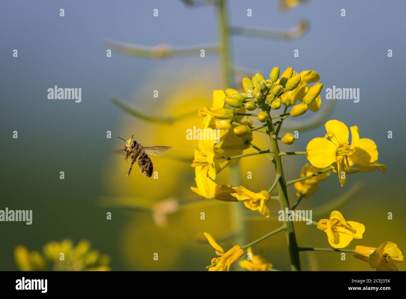 African Honey Bee Pollinating Canola Flowers Stock Photo Alamy